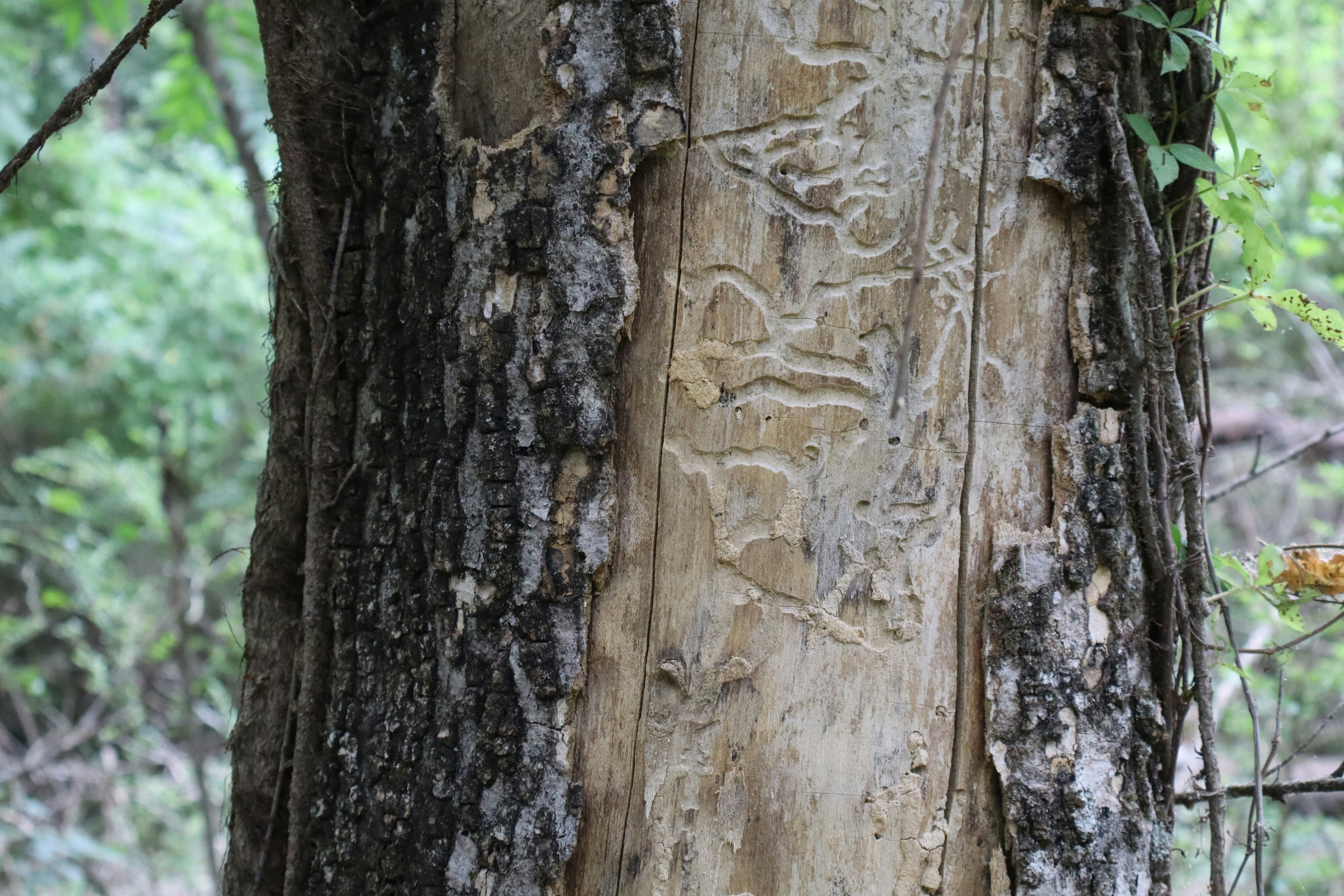 Tree trunk with bark beetle patterns on exposed wood