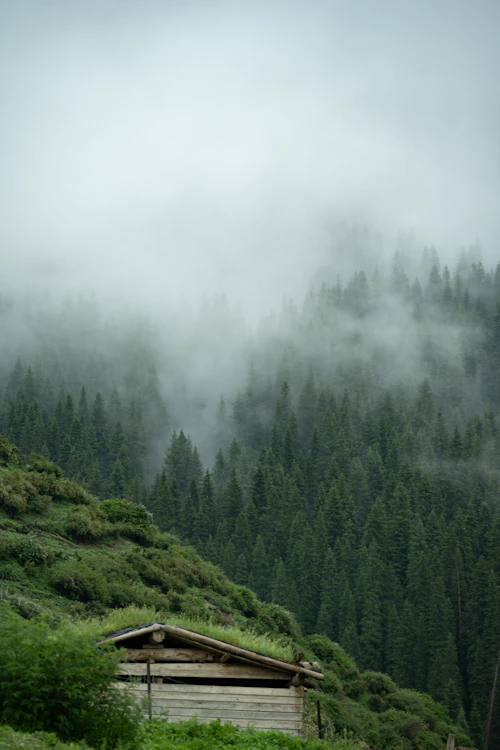 Cabin on a green hill with foggy pine forest behind it