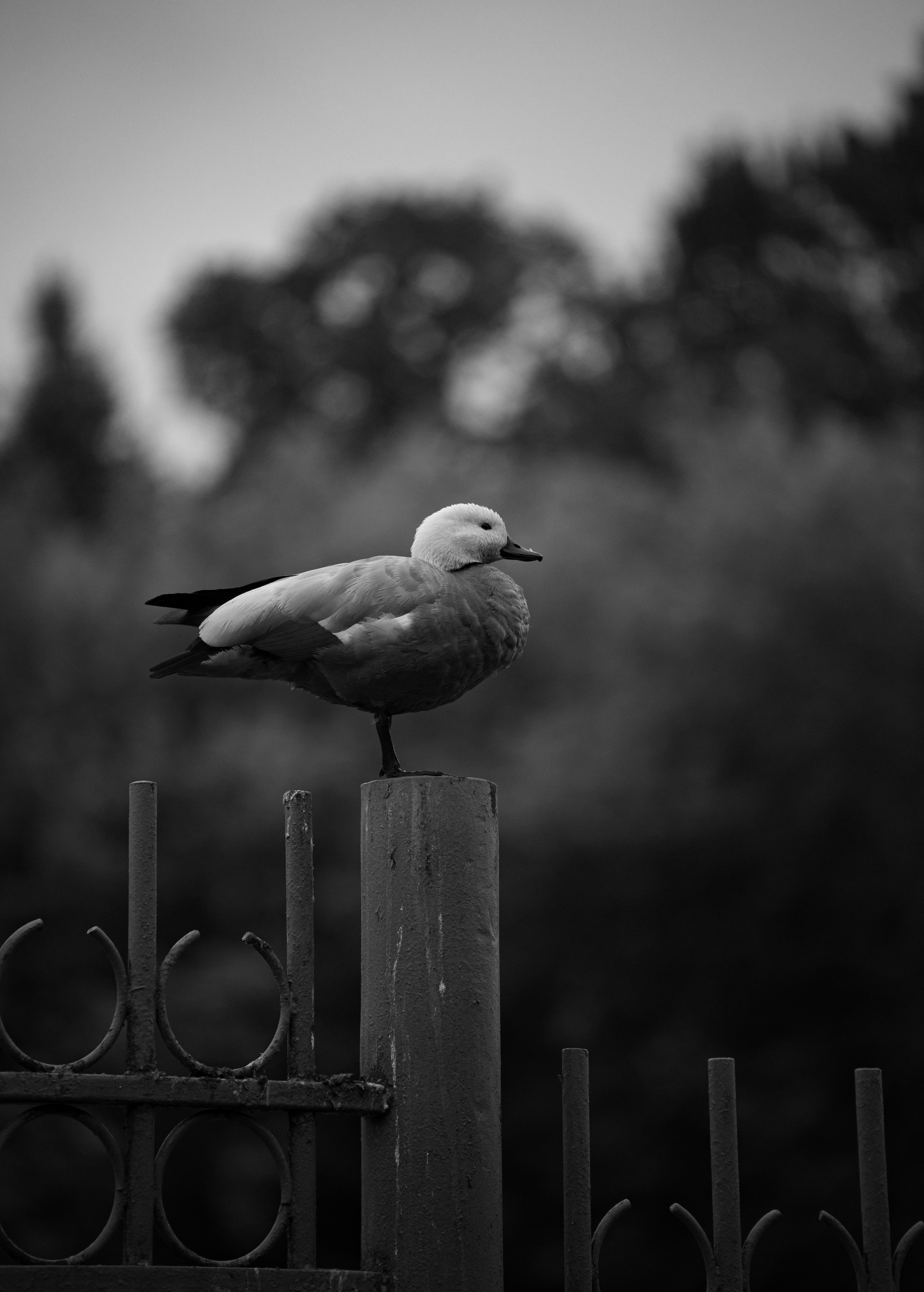 Black and white bird balancing on a metal fence post.