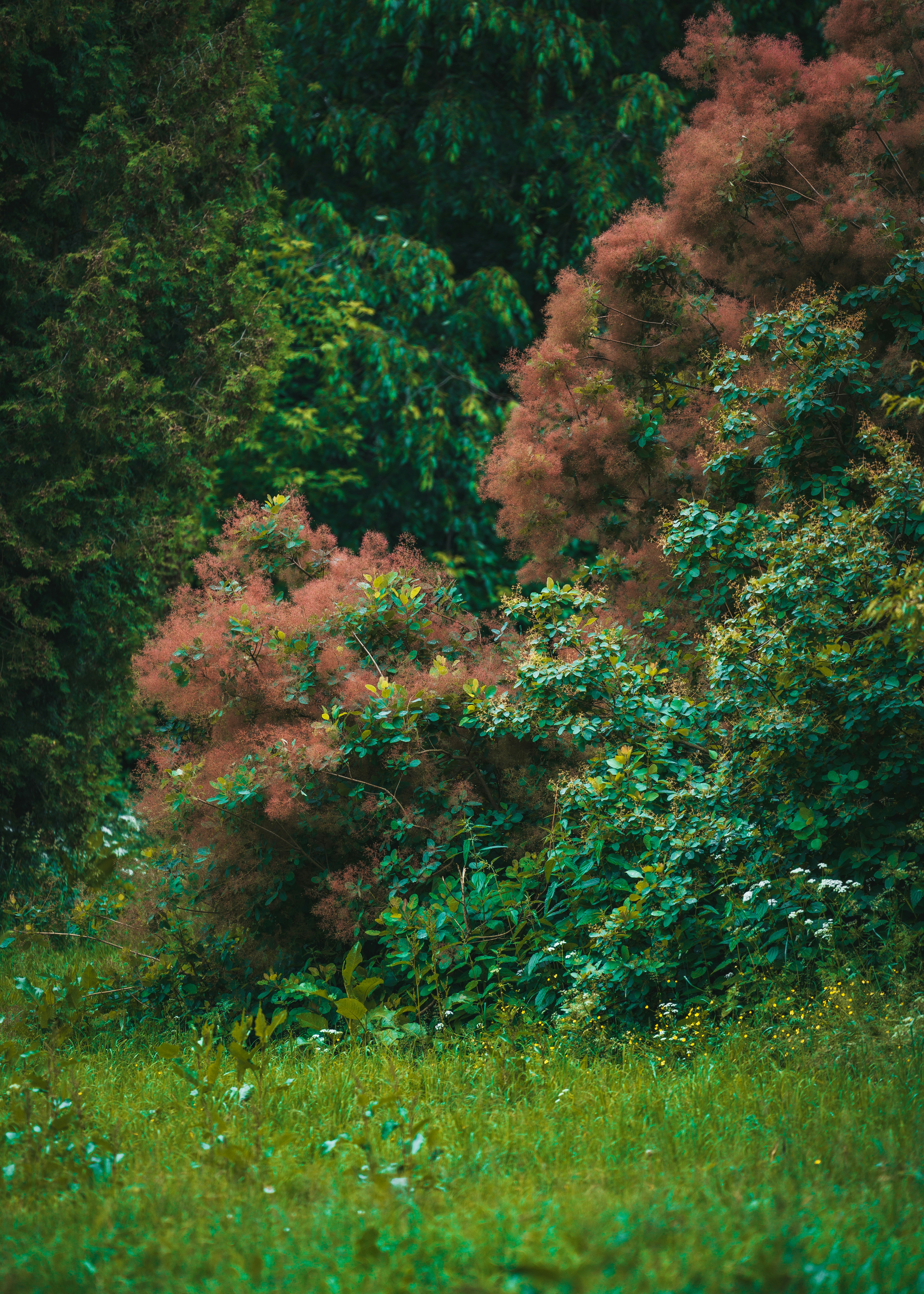 Green trees and reddish-pink smoke bushes with green grass.
