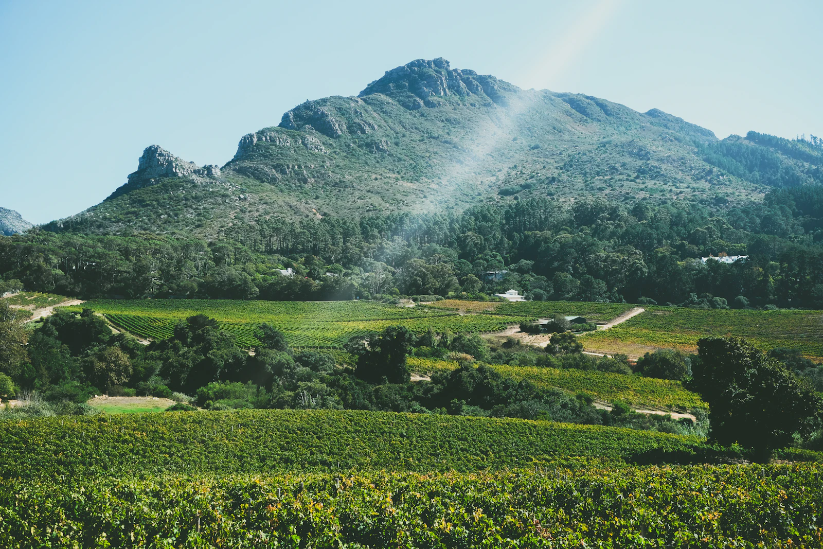 Cape Winelands vineyards beneath a mountain range