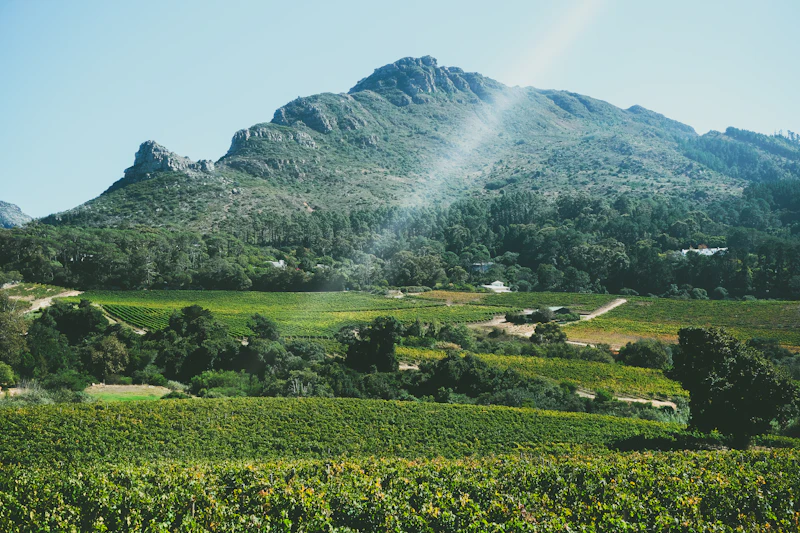 Winelands Day Tour — Stellenbosch & Franschhoek