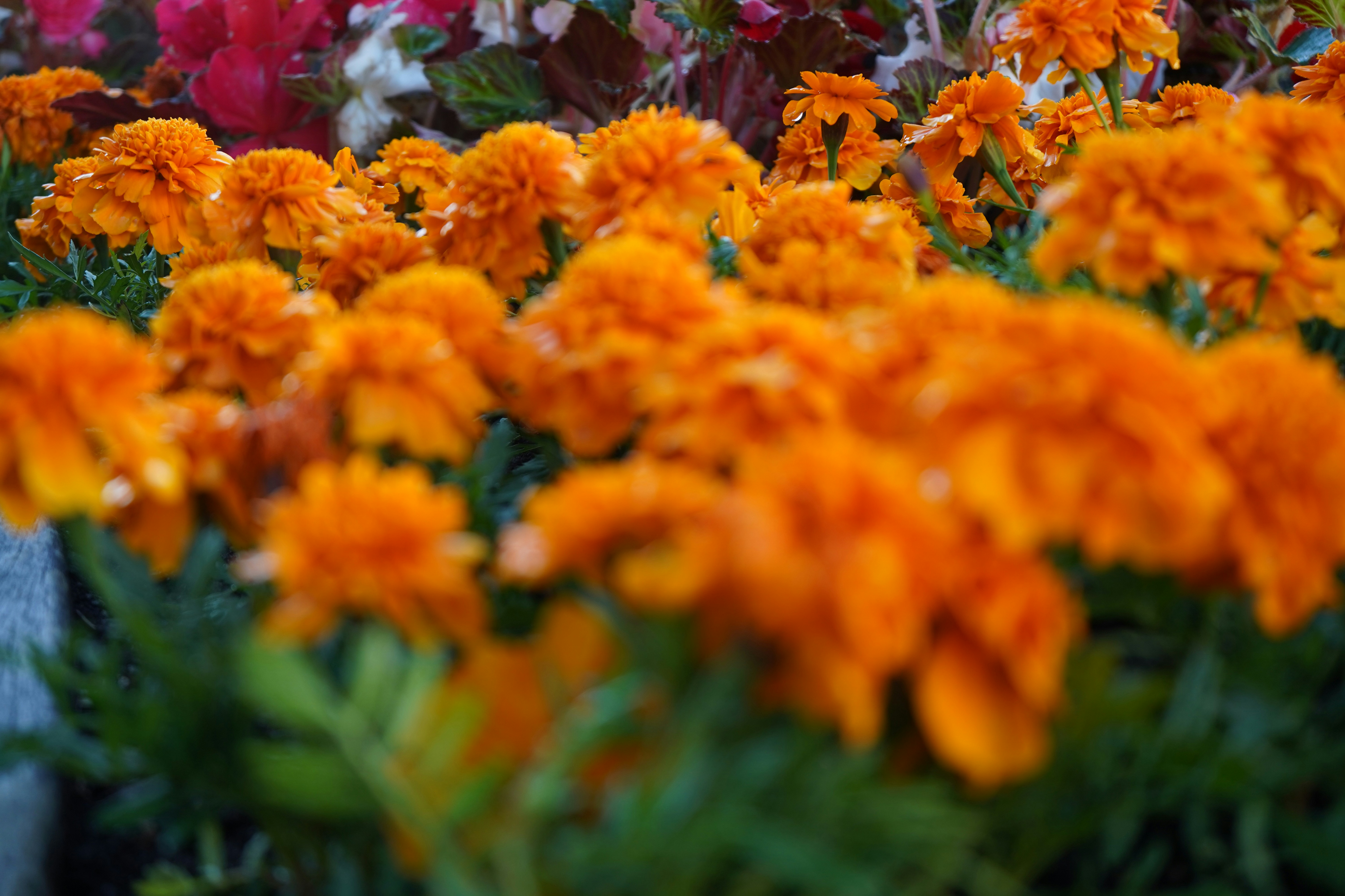 Vibrant orange flowers with green foliage in bloom.