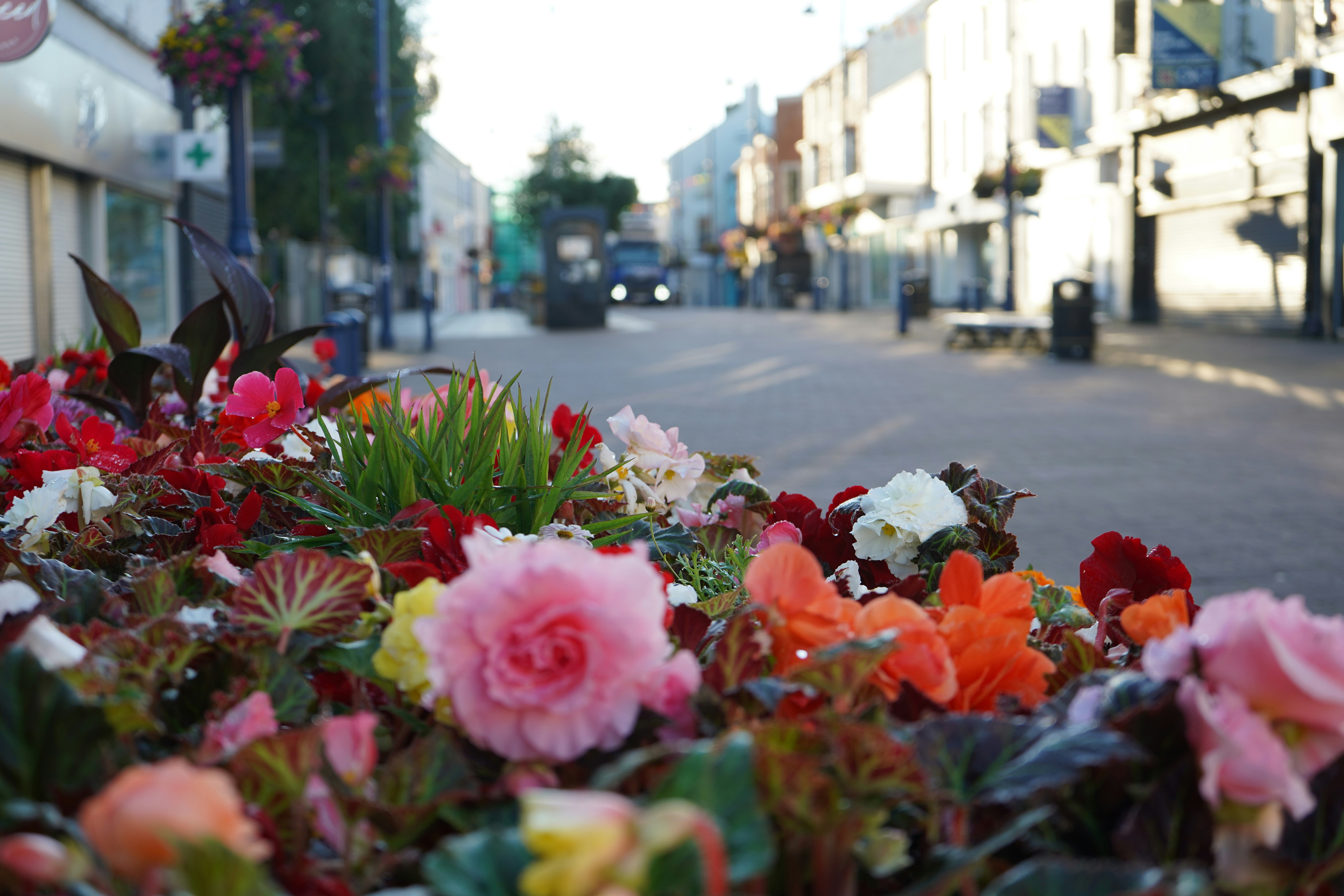 Colorful flowers in foreground with a blurred street and buildings.