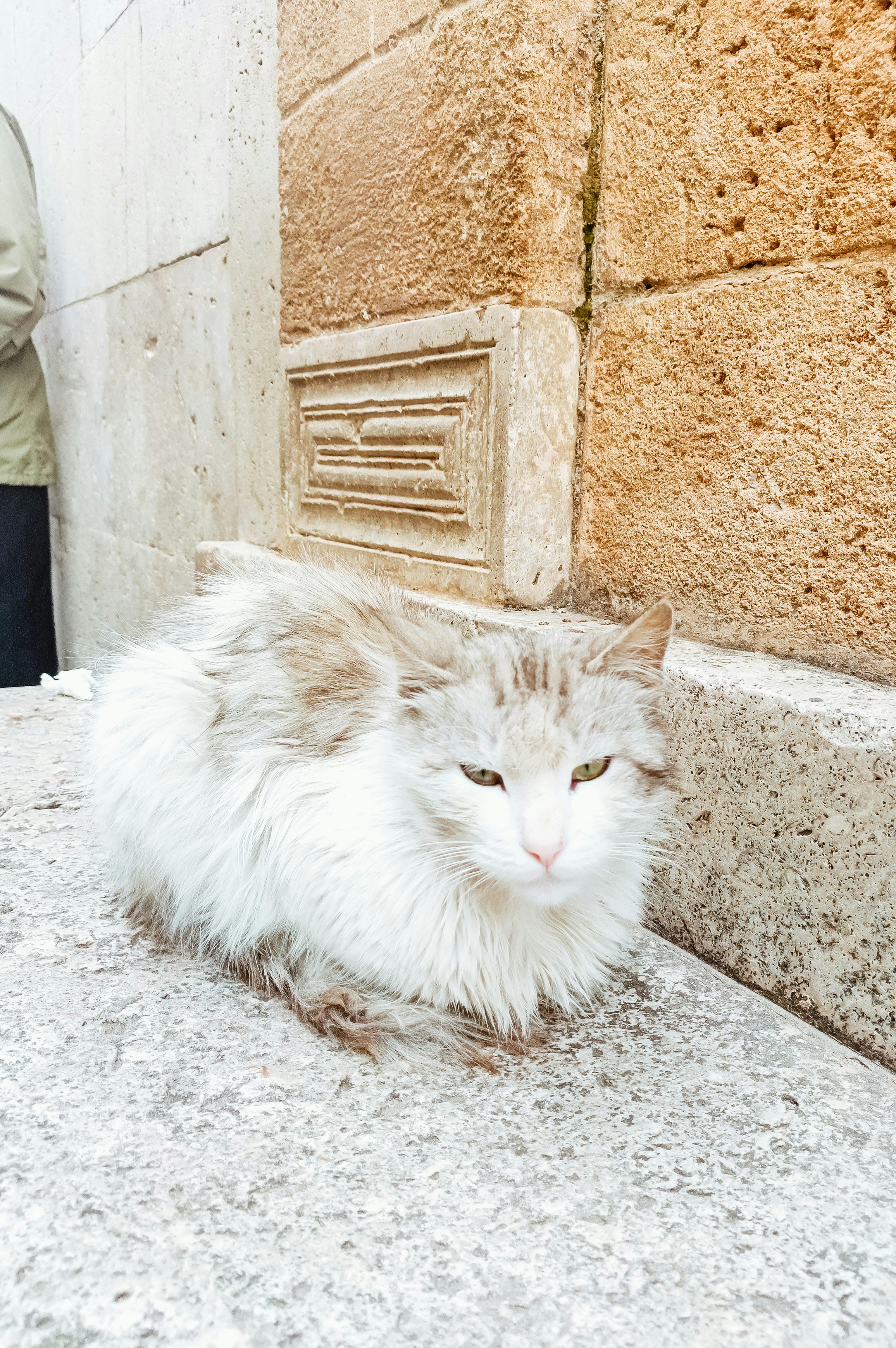 Eine zottelige weiße Katze sitzt an einer alten Steinmauer.
