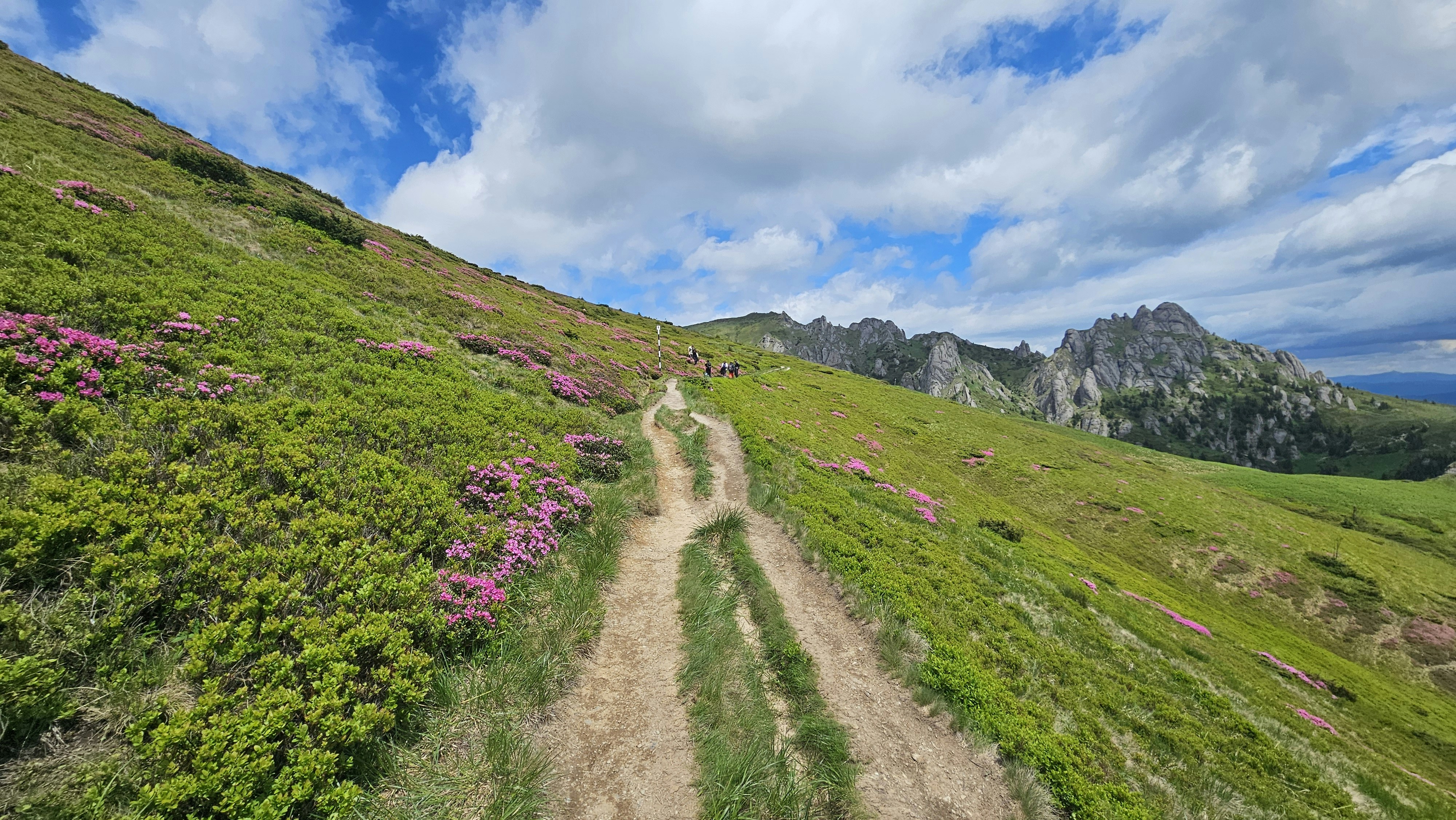 Mountain path through green hills, pink flowers, and rocky peaks