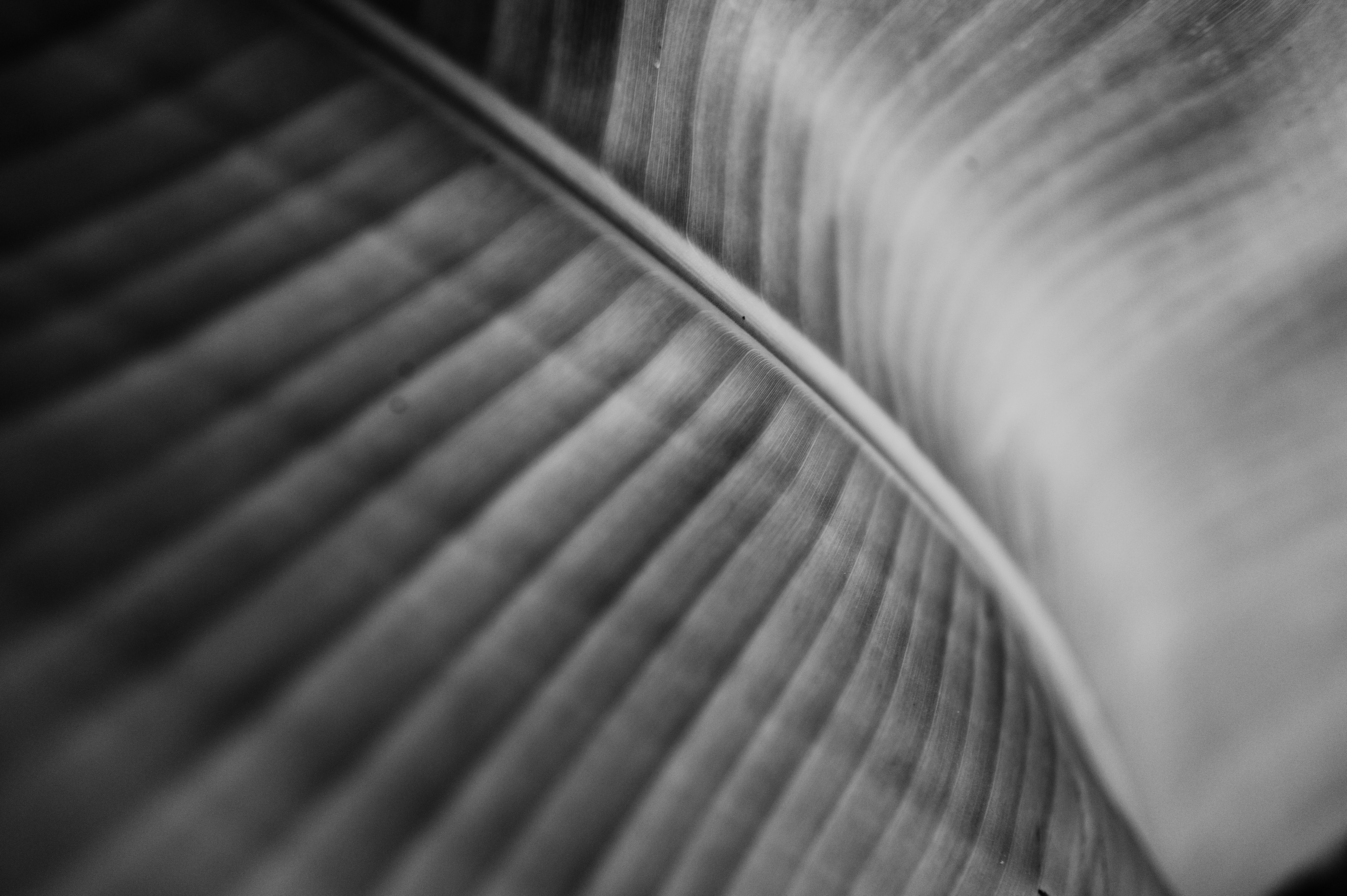 Monochrome Blattstruktur mit markanter zentraler Vene.
