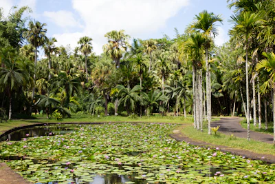 Pamplemousses Botanical Garden