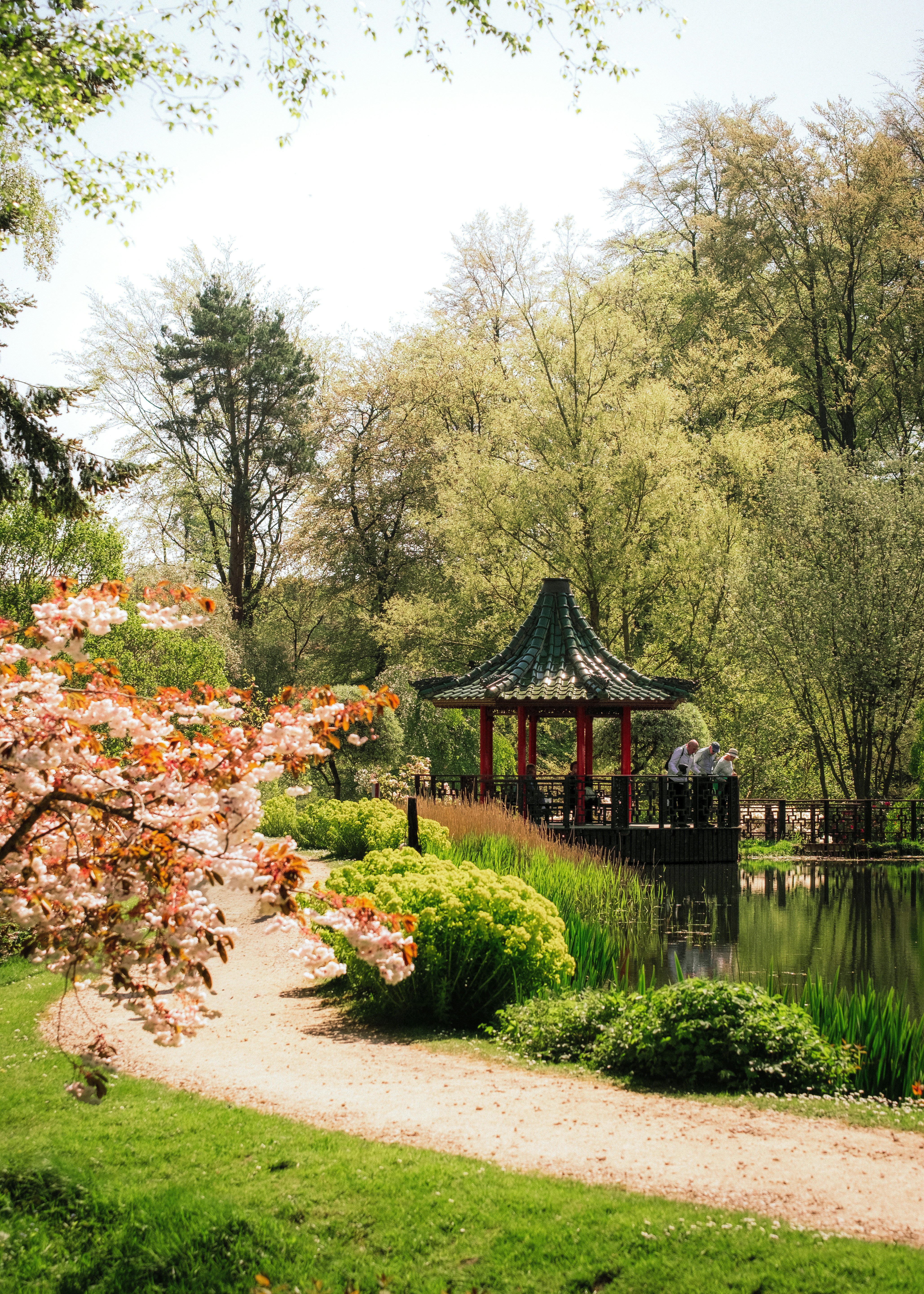 Jardin japonais pittoresque avec pagode, étang et cerisiers en fleurs.