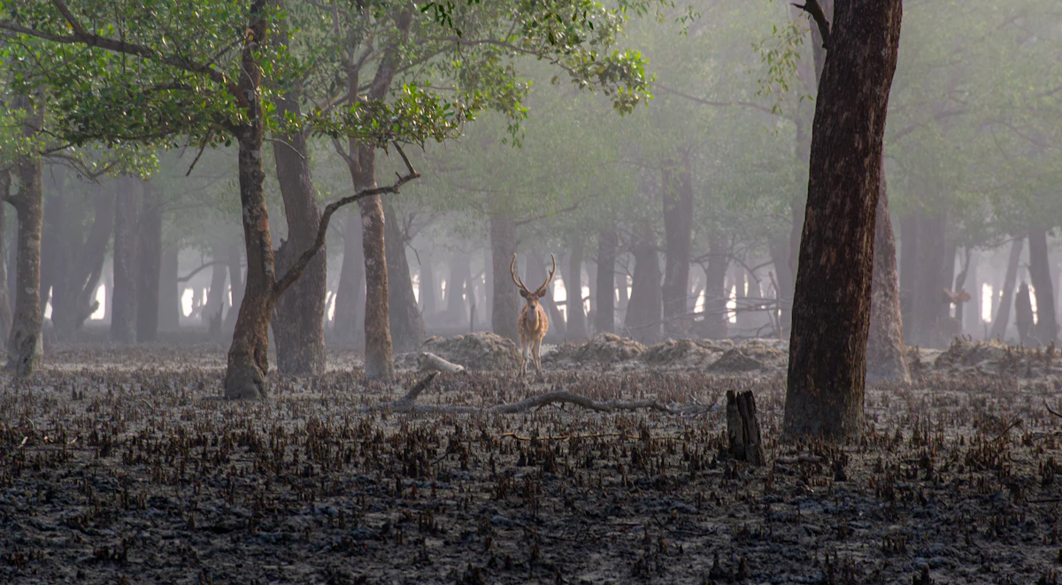 Sundarbans