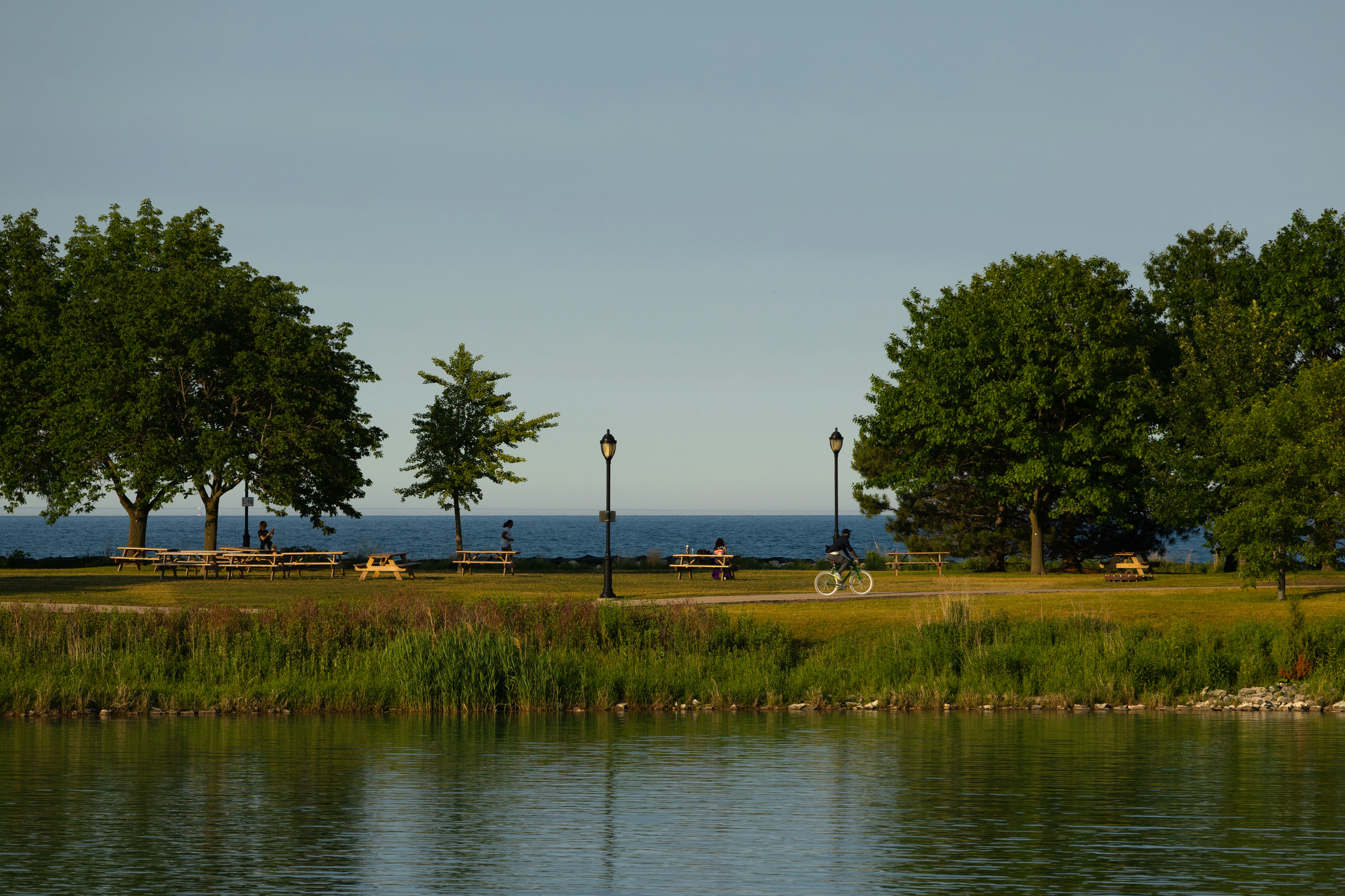 Calm water beside a green park with trees