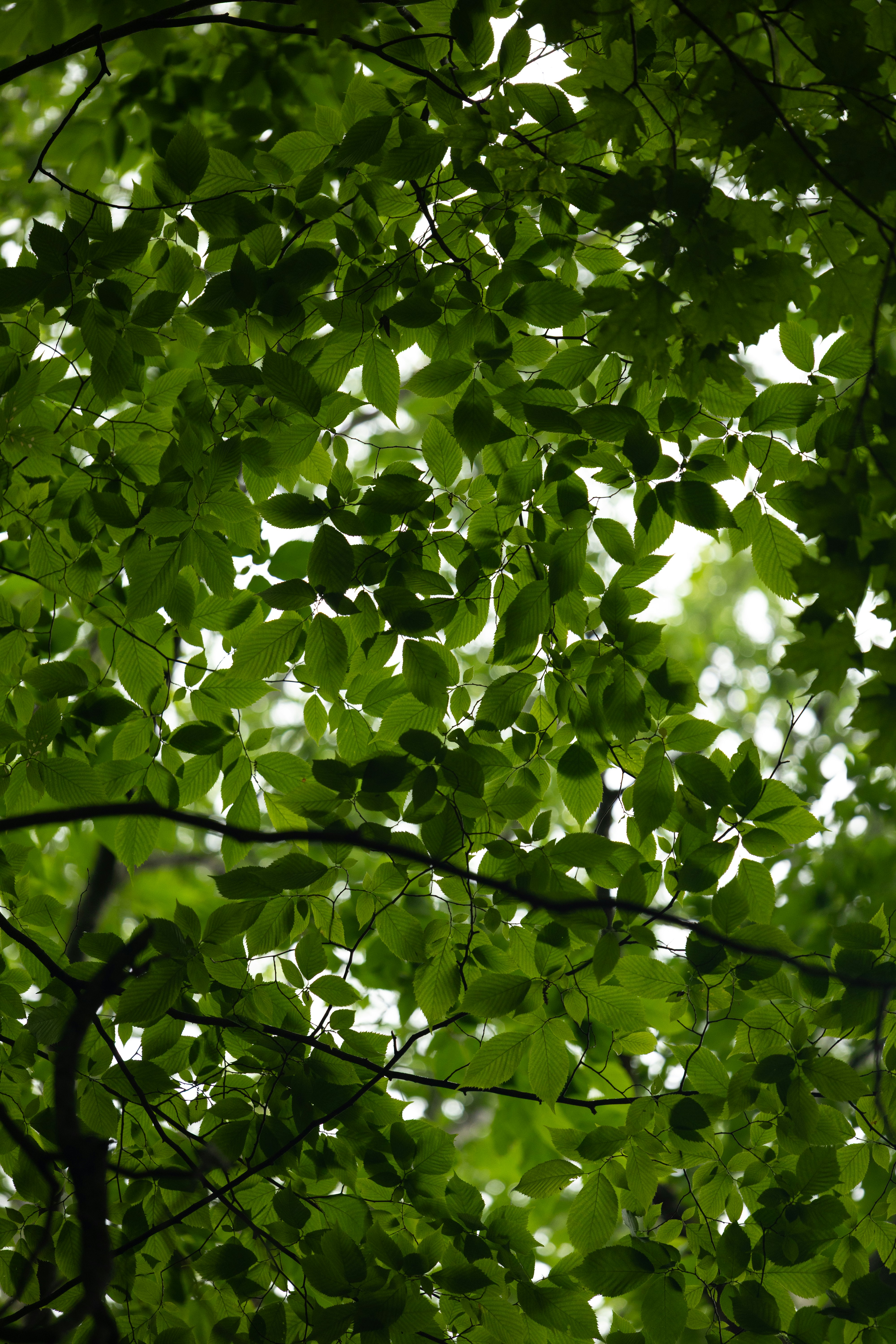 Una rigogliosa chioma verde di foglie con la luce del sole che filtra.
