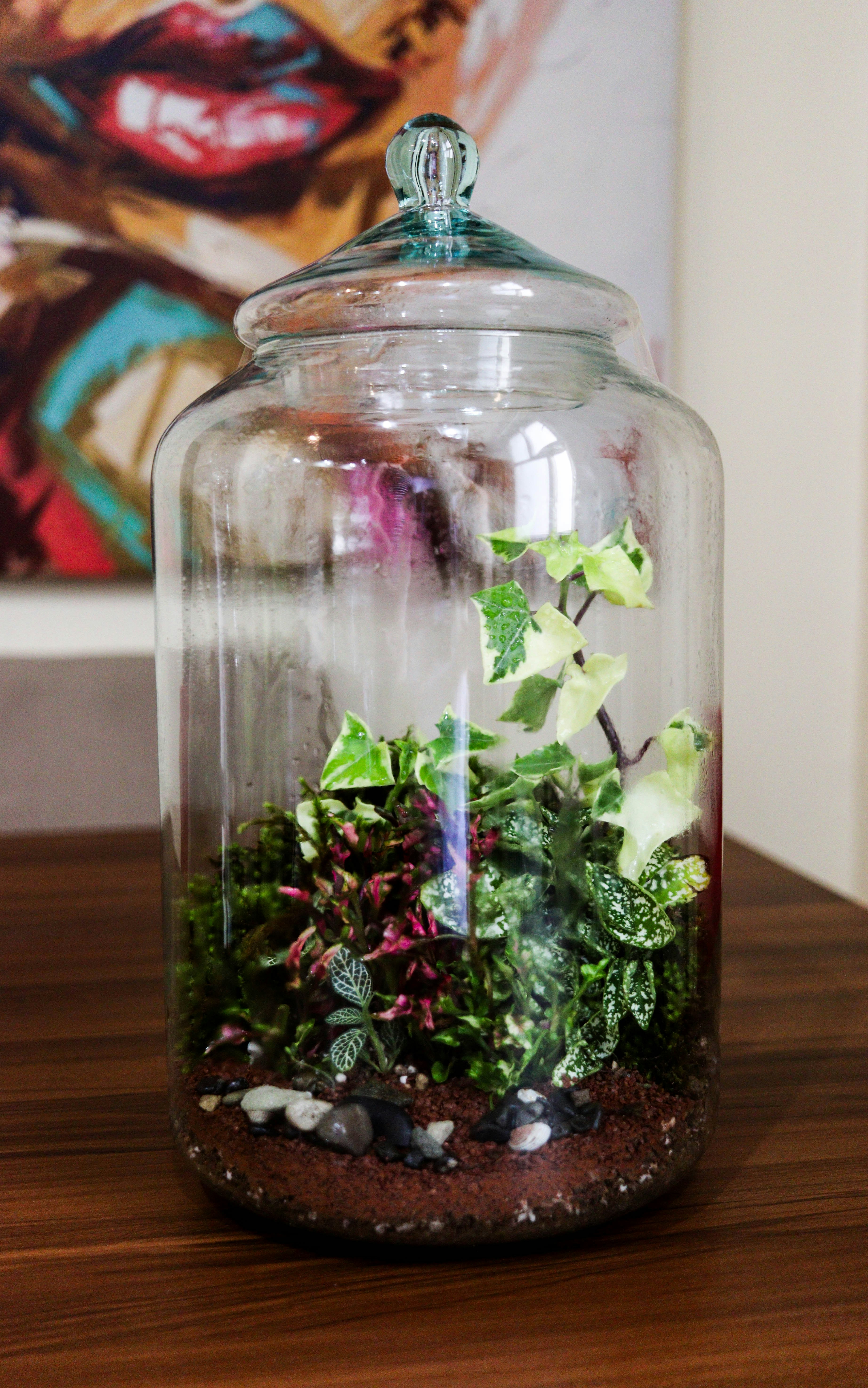 Um terrário de plantas vibrante em um pote de vidro transparente.