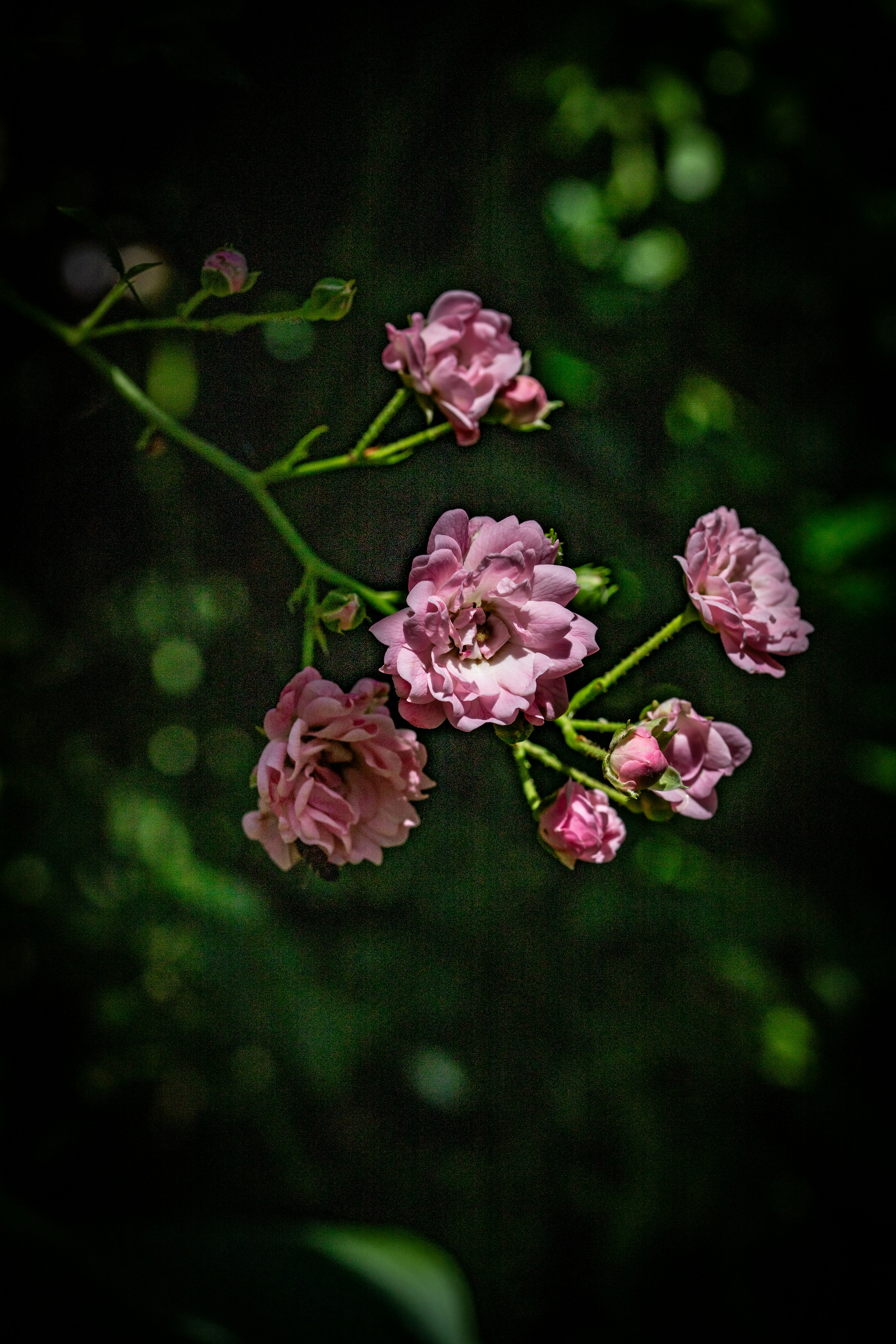 Photo by hdbernd