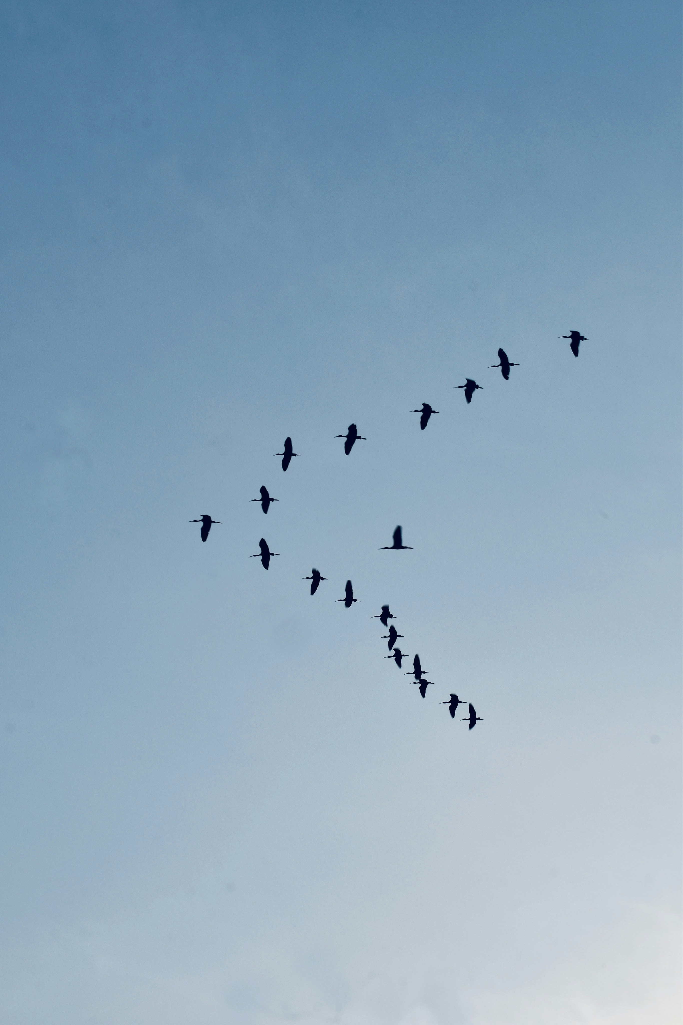A flock of birds in v-formation against blue sky