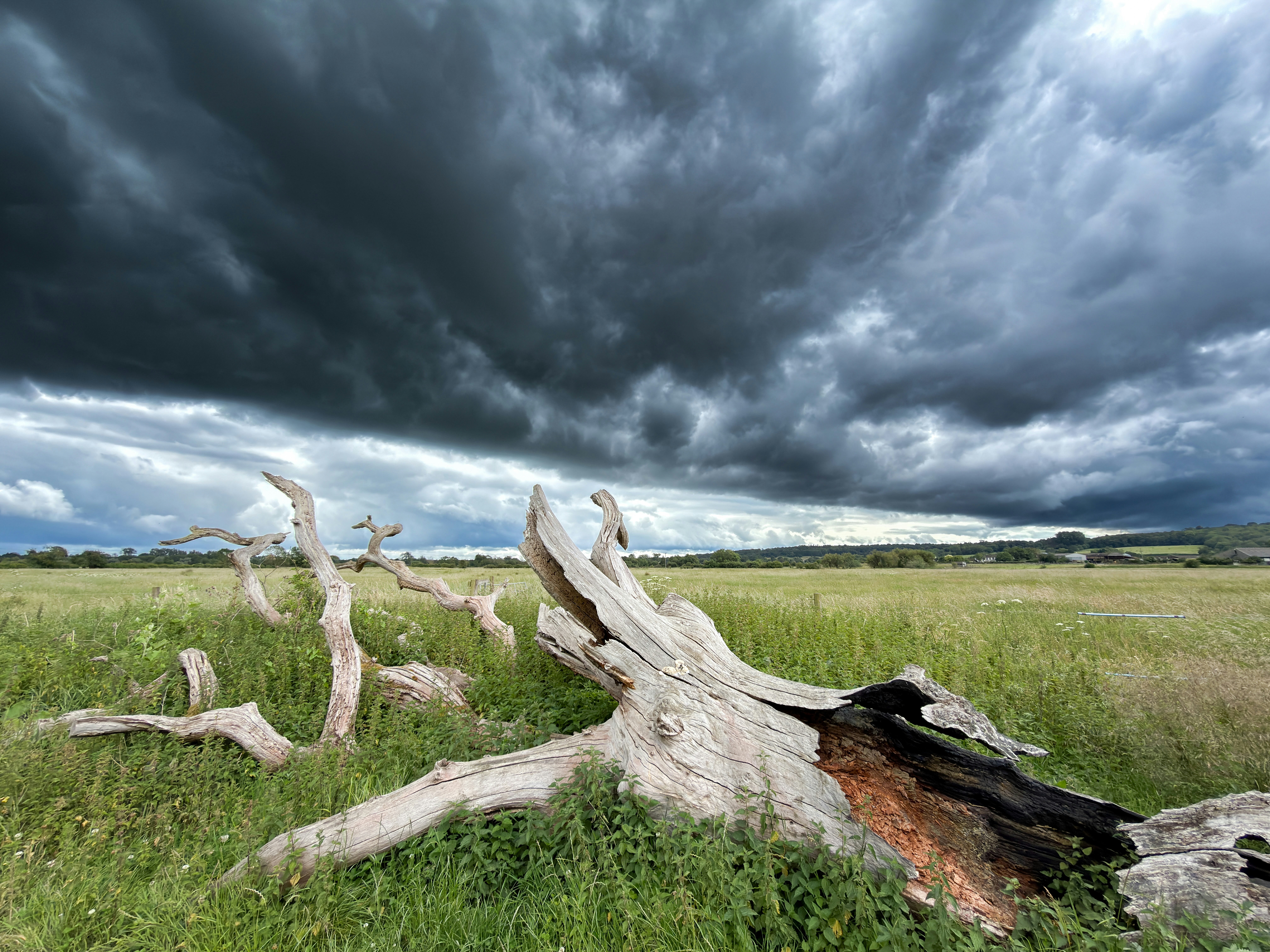 Tronco de árbol muerto en un campo de hierba bajo nubes tormentosas.
