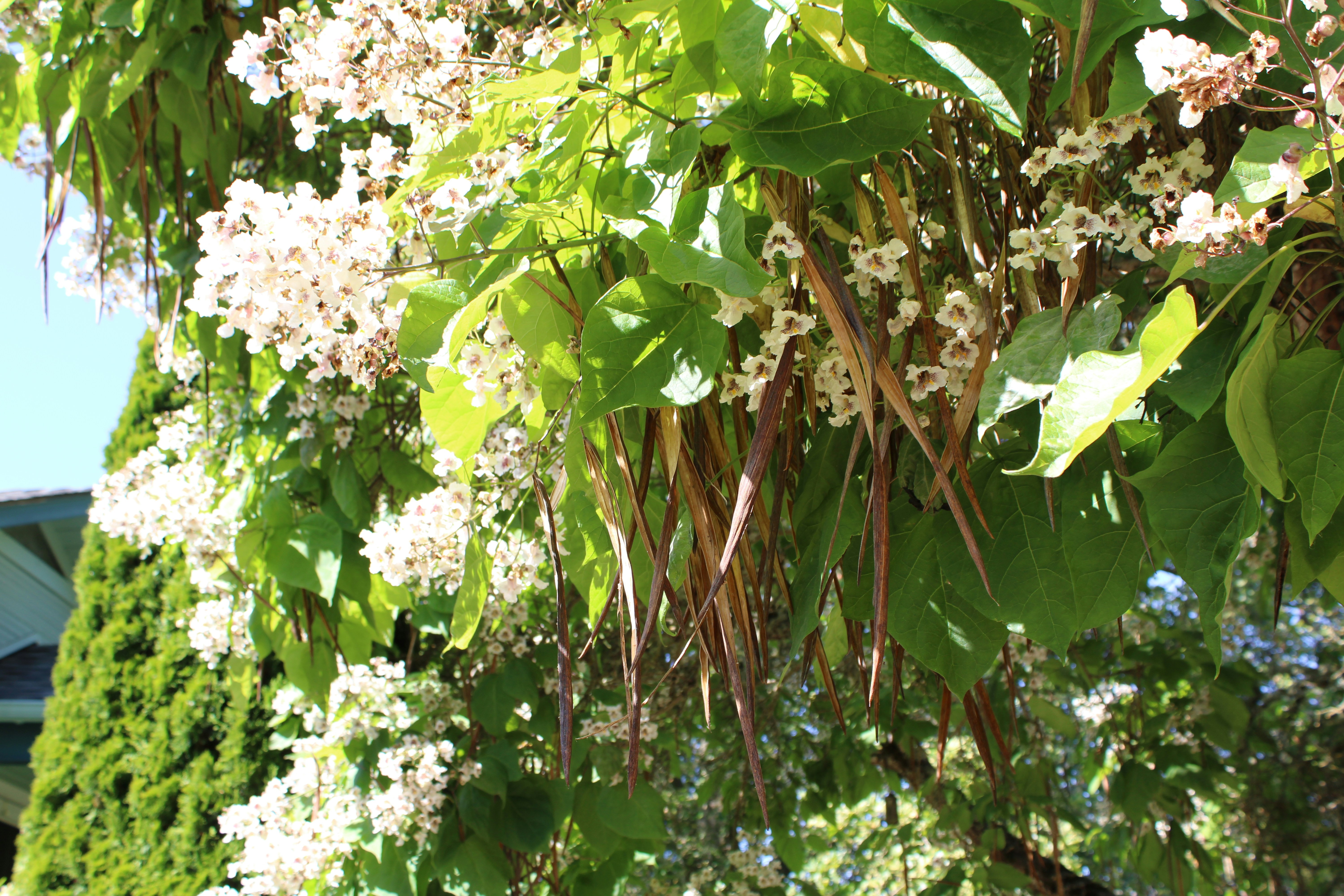 Blooming tree with white flowers and long brown seed pods.