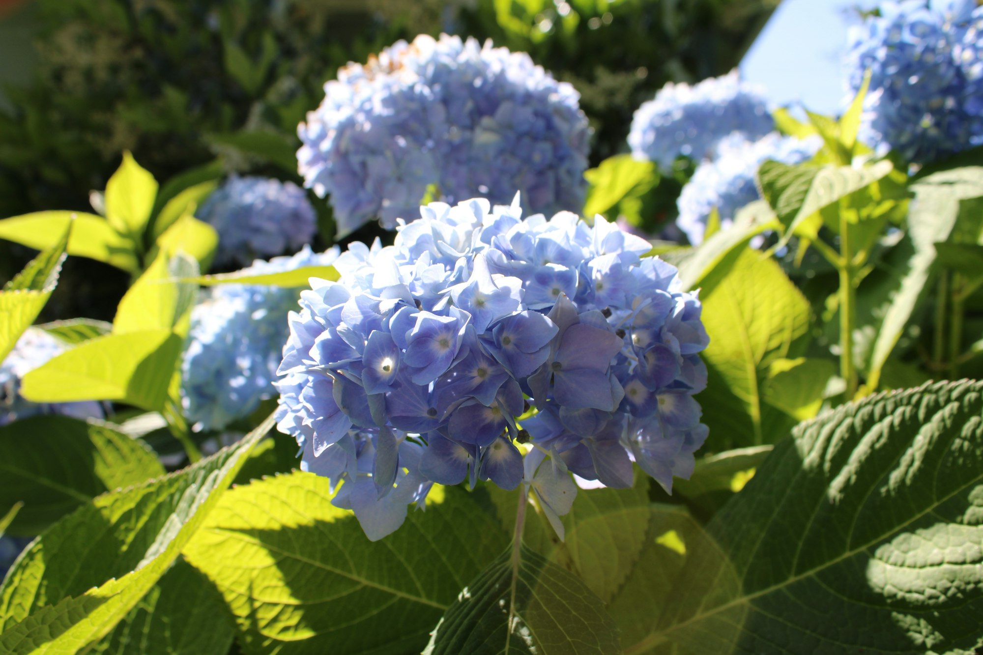 Blue and pink bigleaf hydrangea blooms in a garden