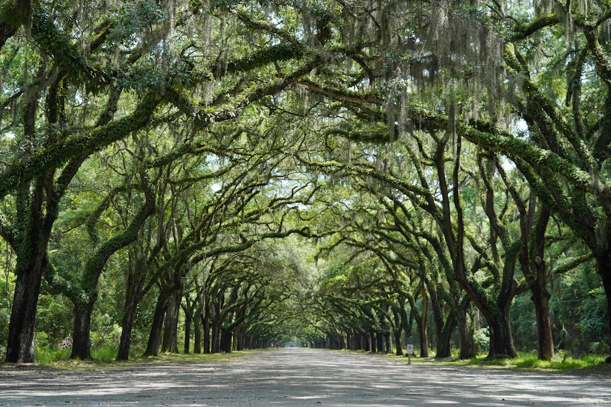 Alabama green landscape with southern trees