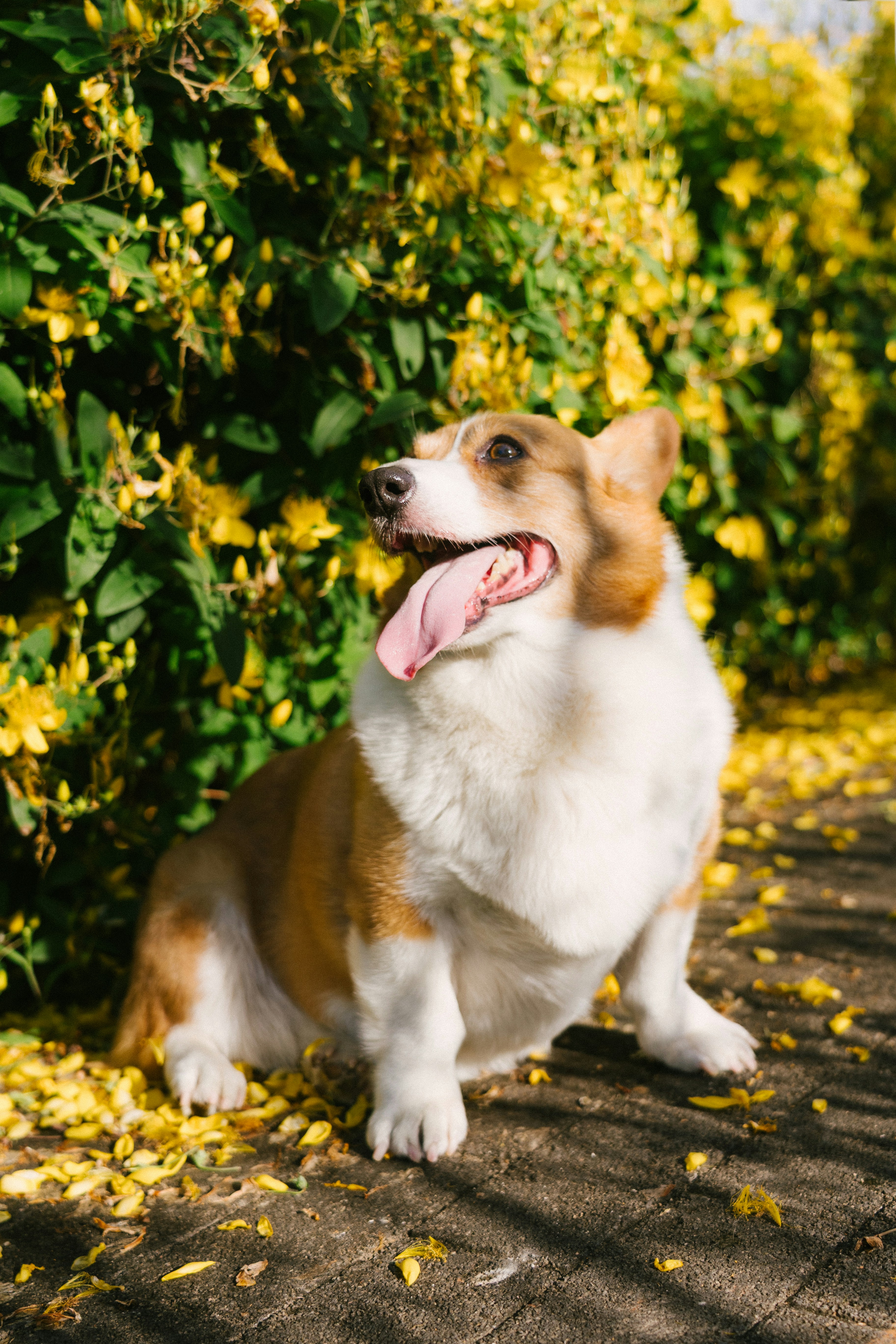 Un perro corgi feliz sentado junto a flores amarillas.