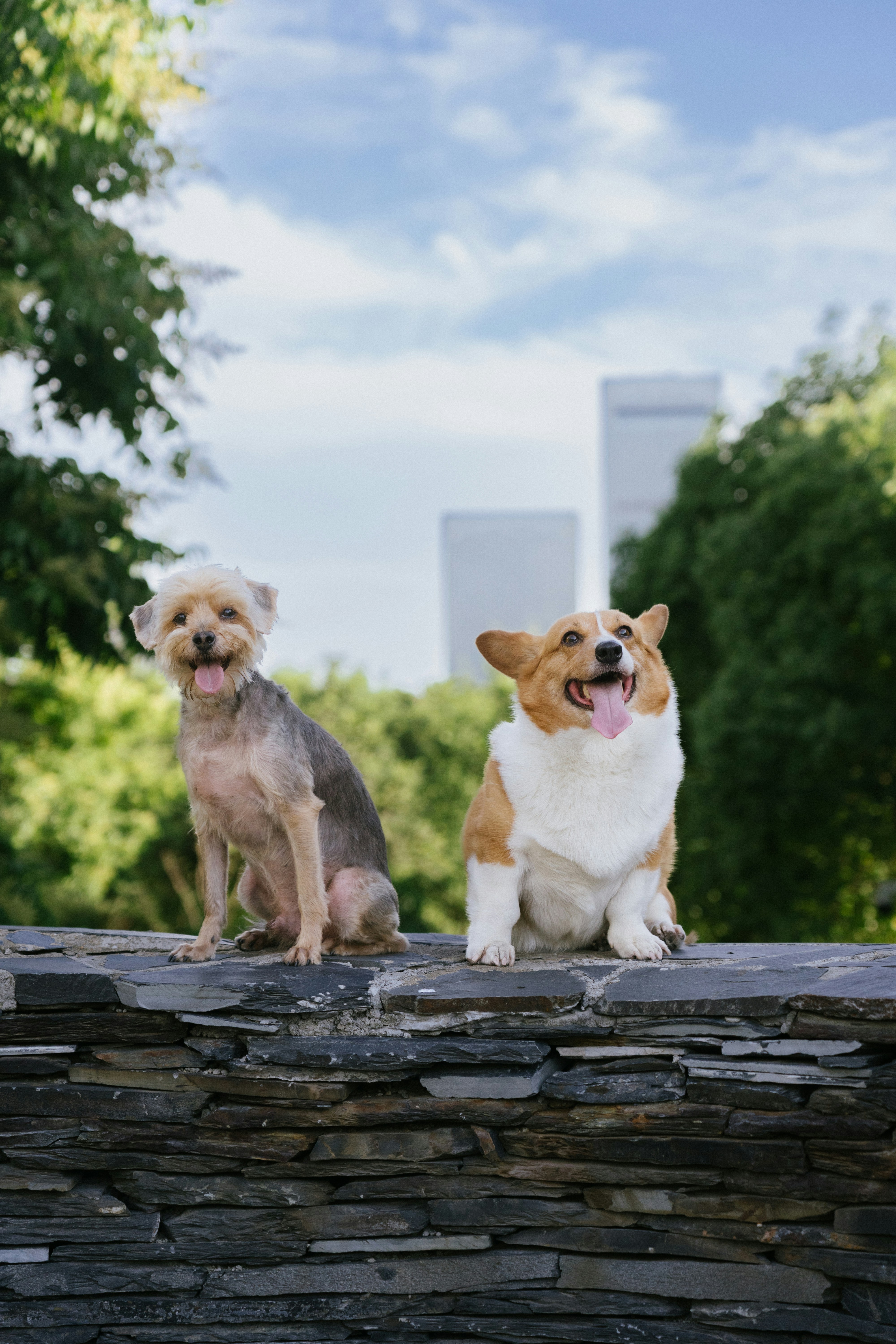 Dos perros felices sentados en un muro de piedra al aire libre.