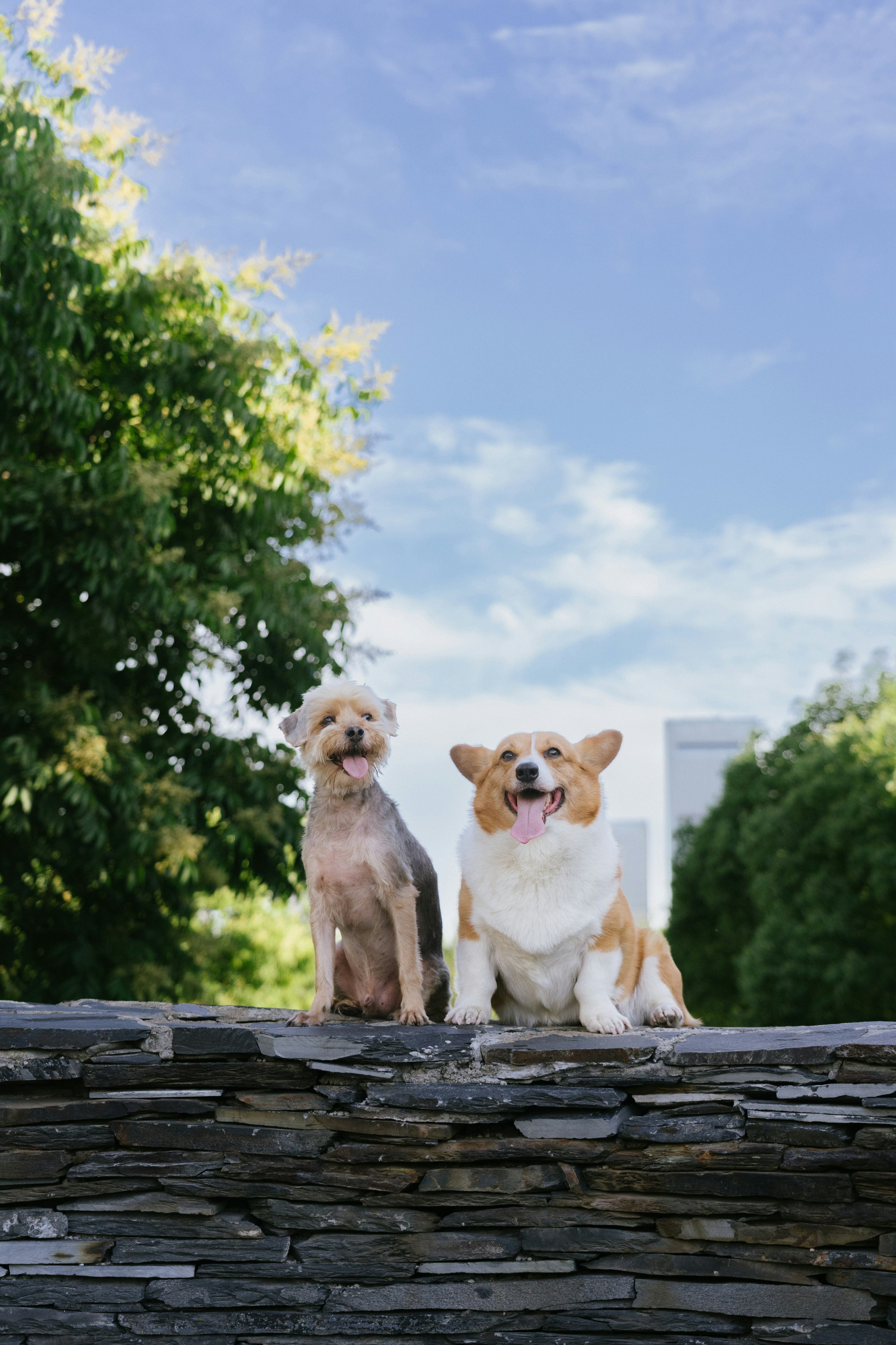 Dos perros felices sentados en un muro de piedra al aire libre.