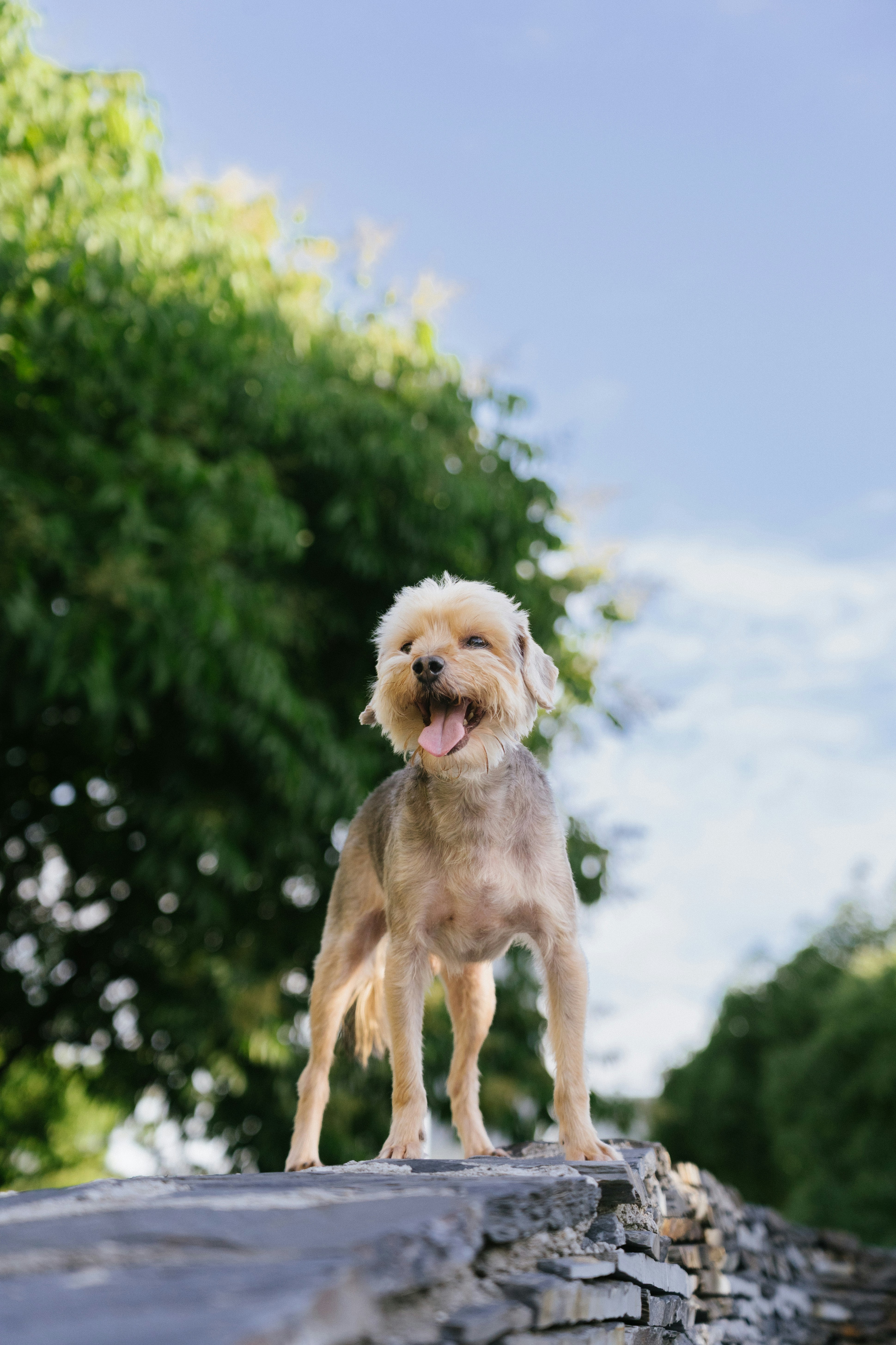 El perro feliz está de pie en la pared de piedra contra el cielo azul.