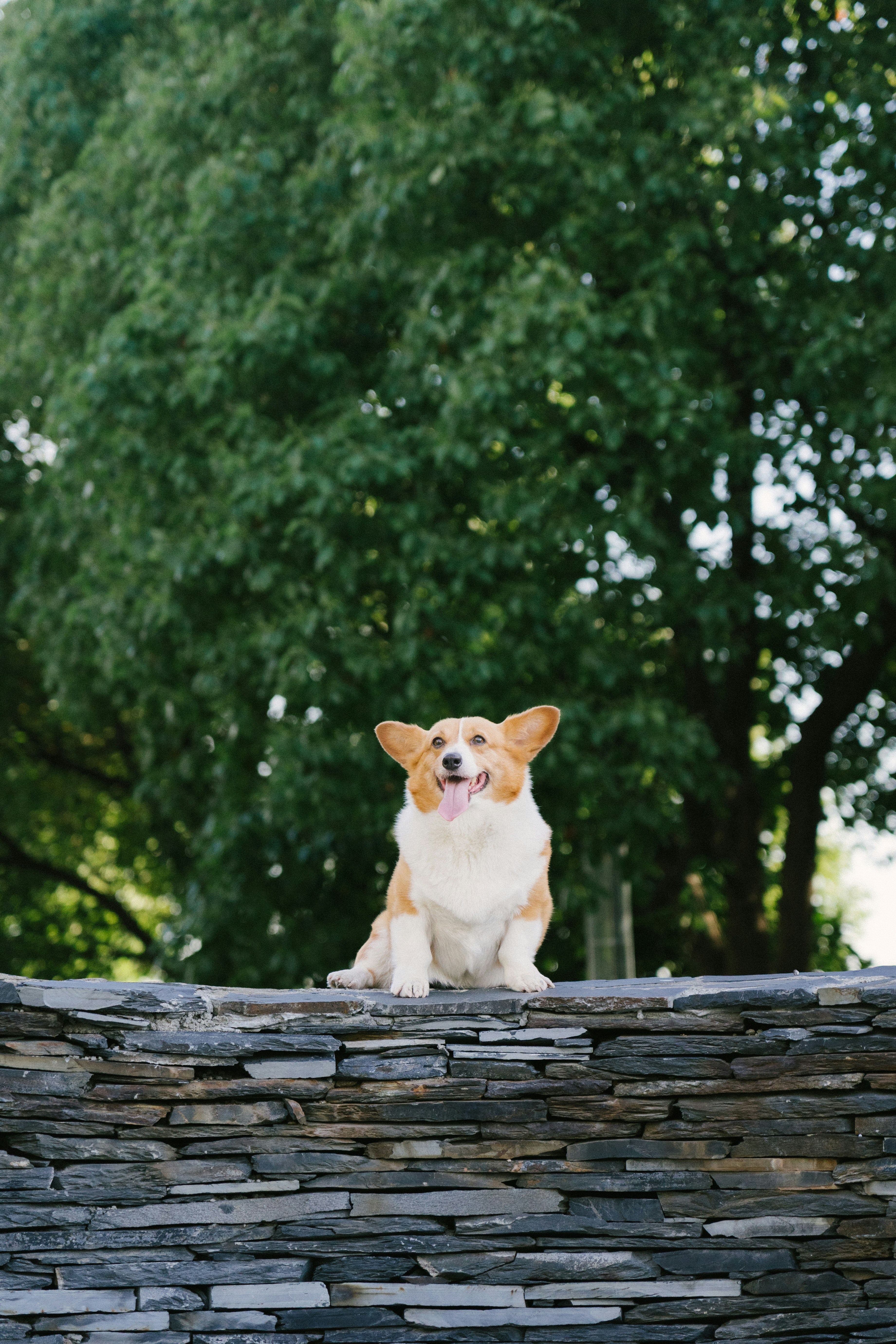 Un perro corgi feliz sentado en un muro de piedra al aire libre.