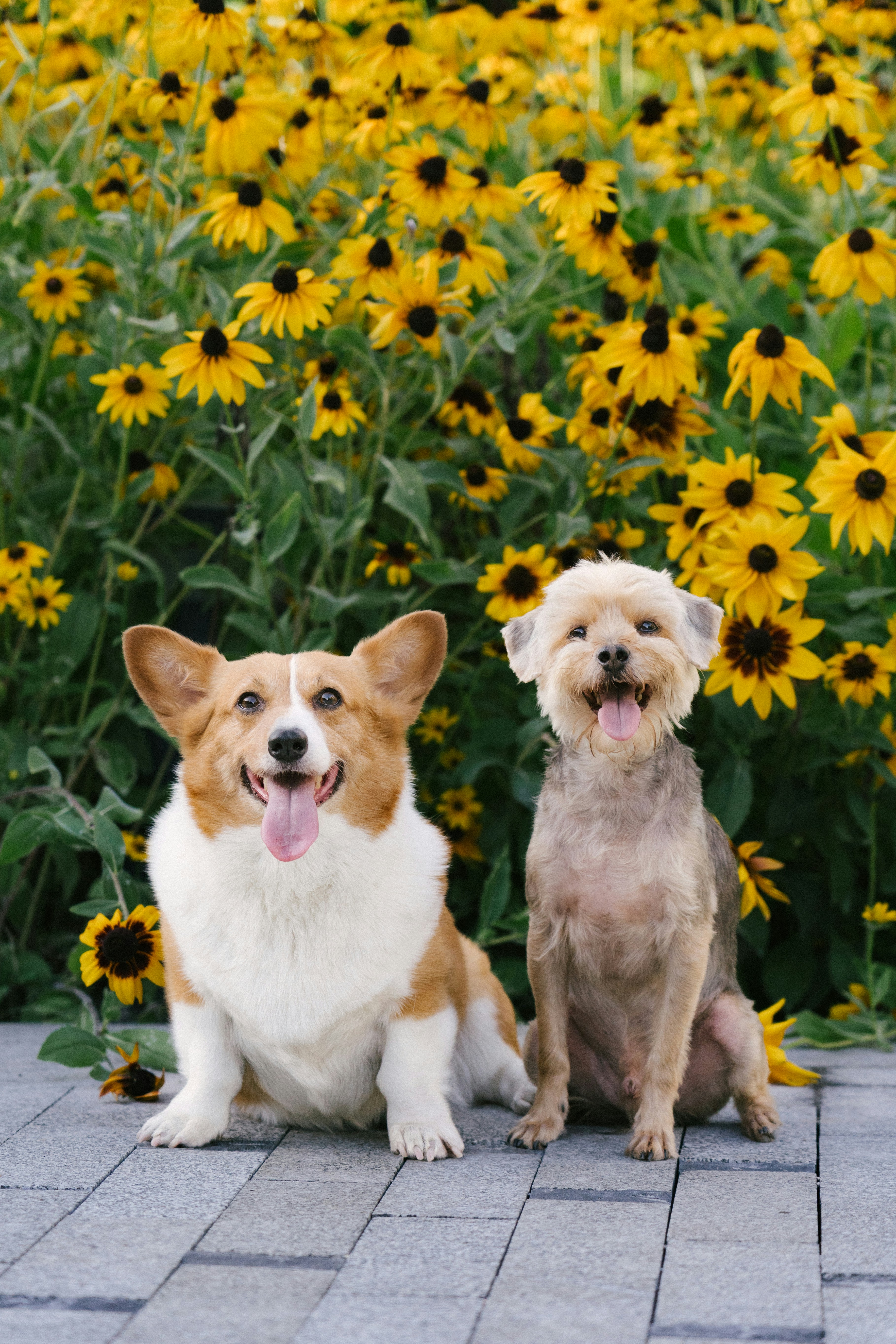 Dos perros felices se sientan frente a flores amarillas.