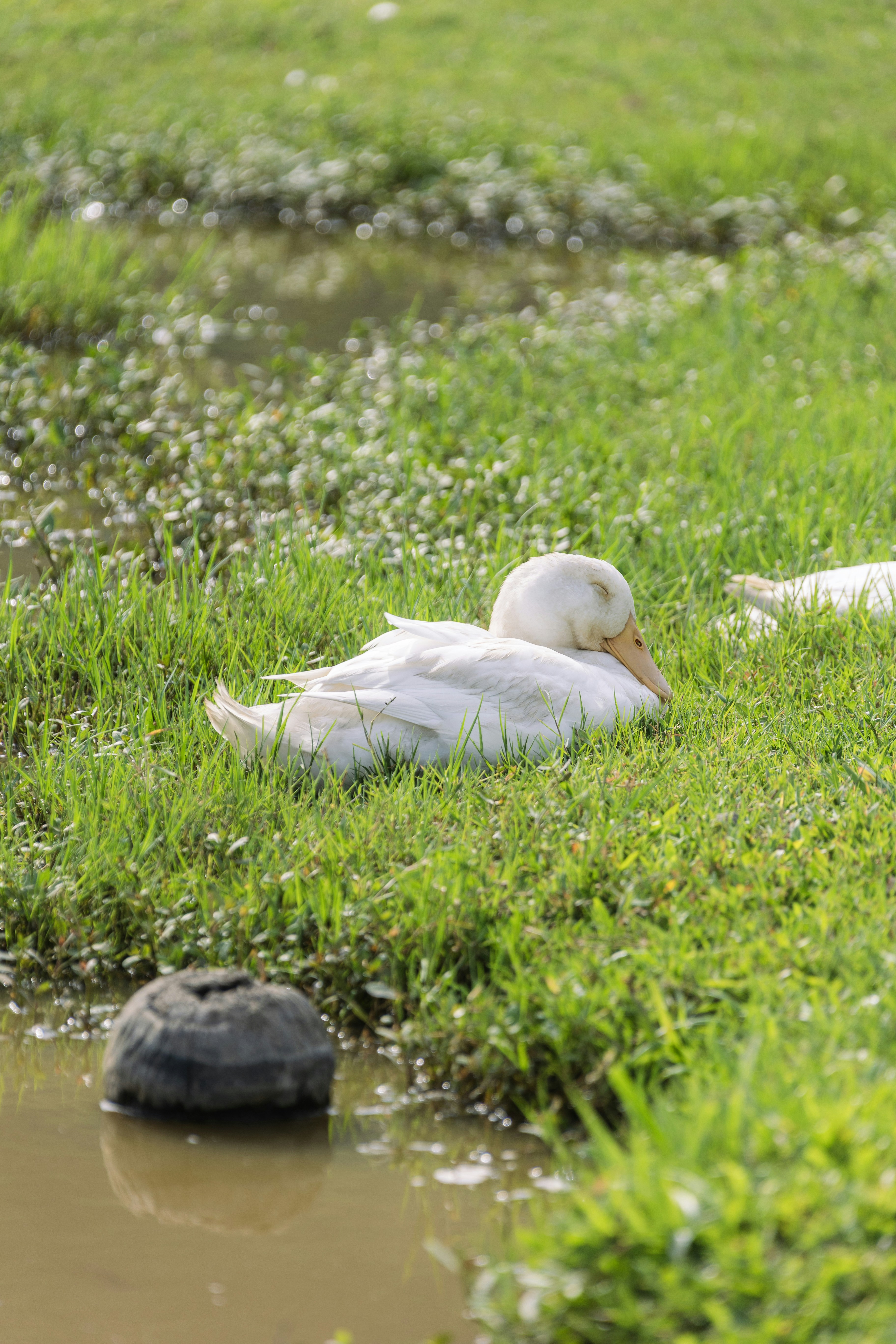 Pato branco descansando na grama verde e exuberante ao lado da água lamacenta