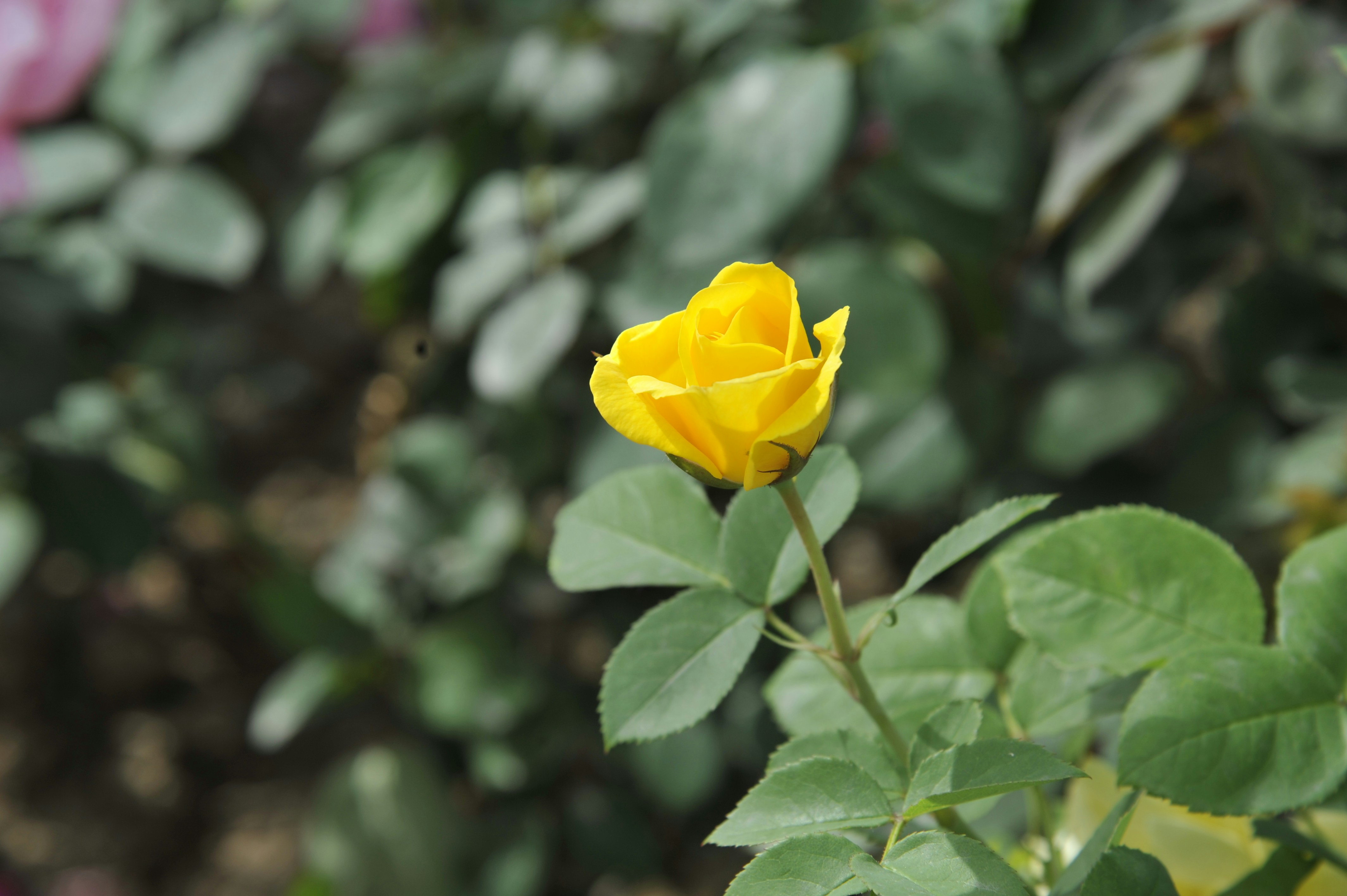Photo by purity929