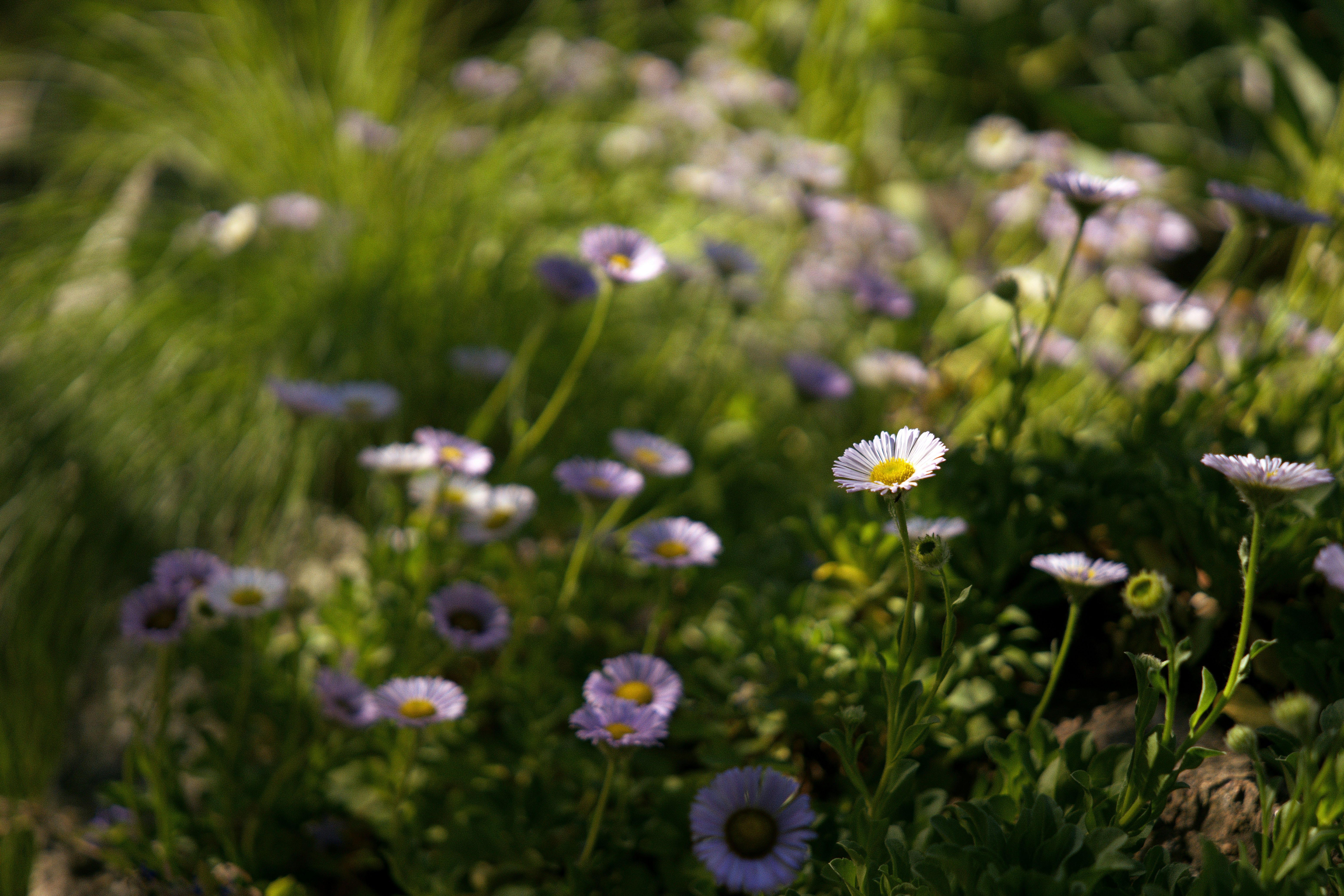 Photo by annalinke