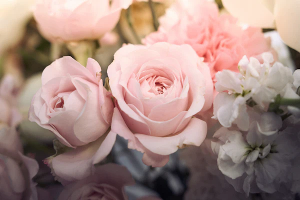 Fleurs séchées suspendues au plafond de l'atelier
