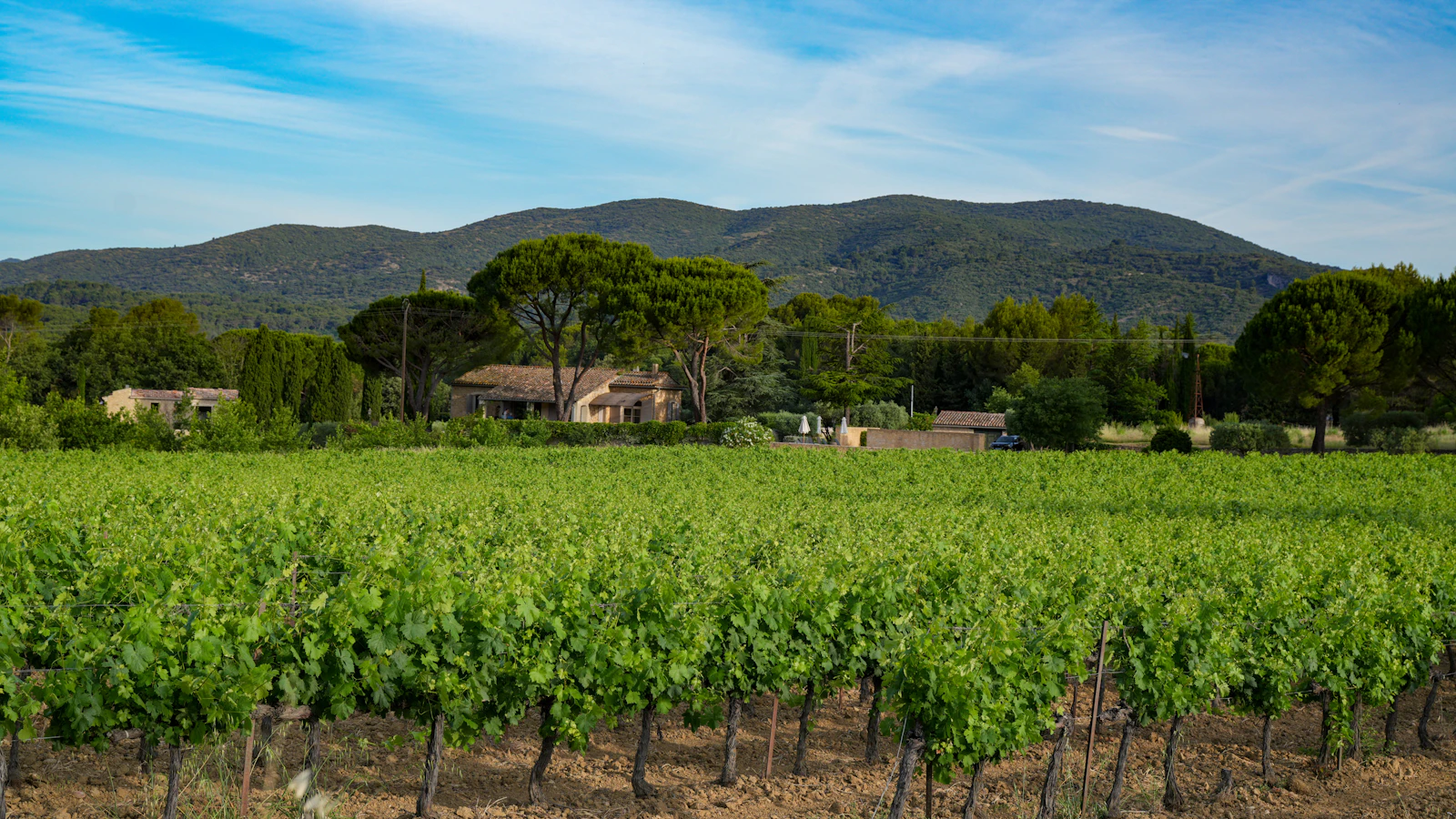 A Côtes de Provence vineyard below the hills
