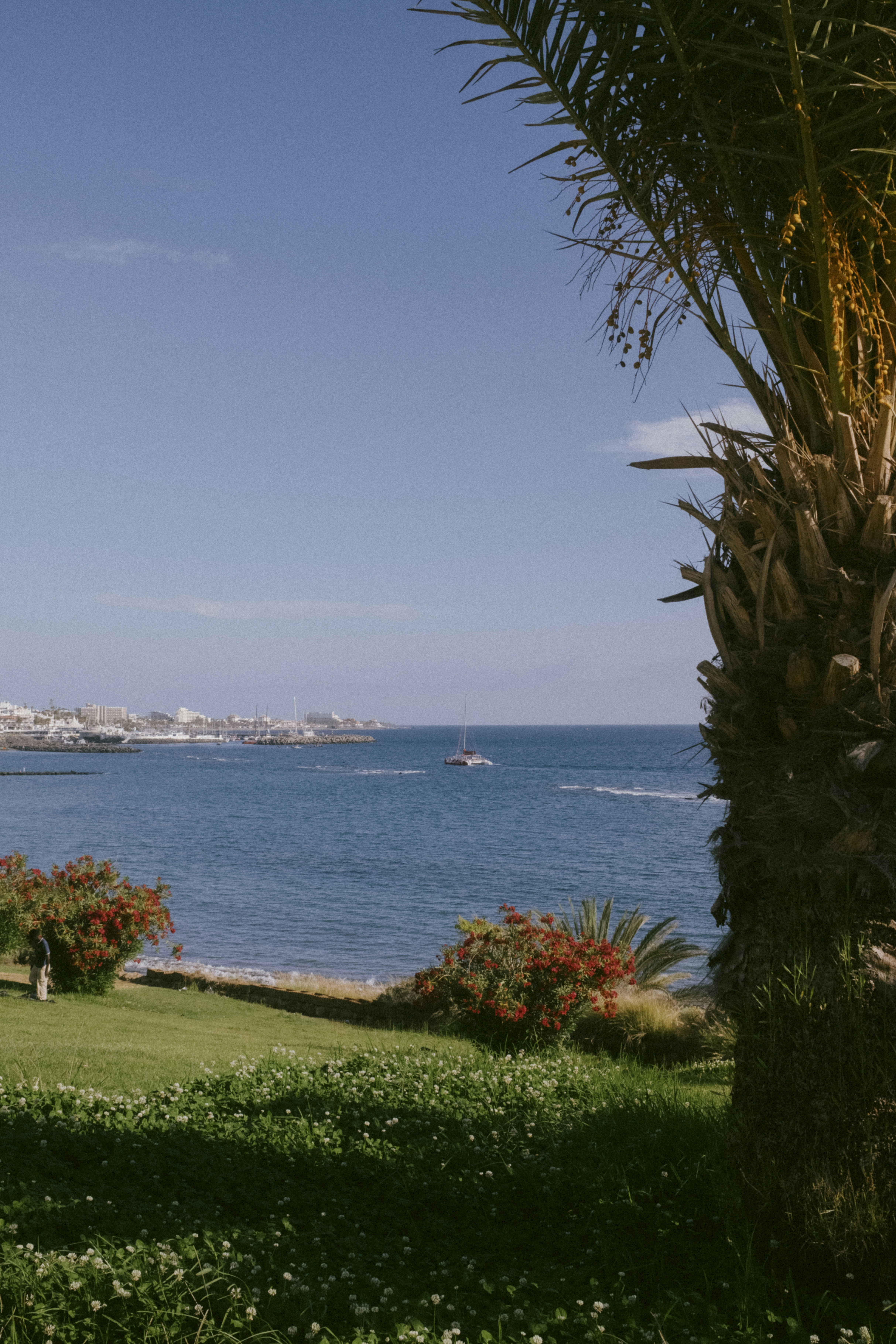 Sailboat on blue ocean with palm tree and green foreground.