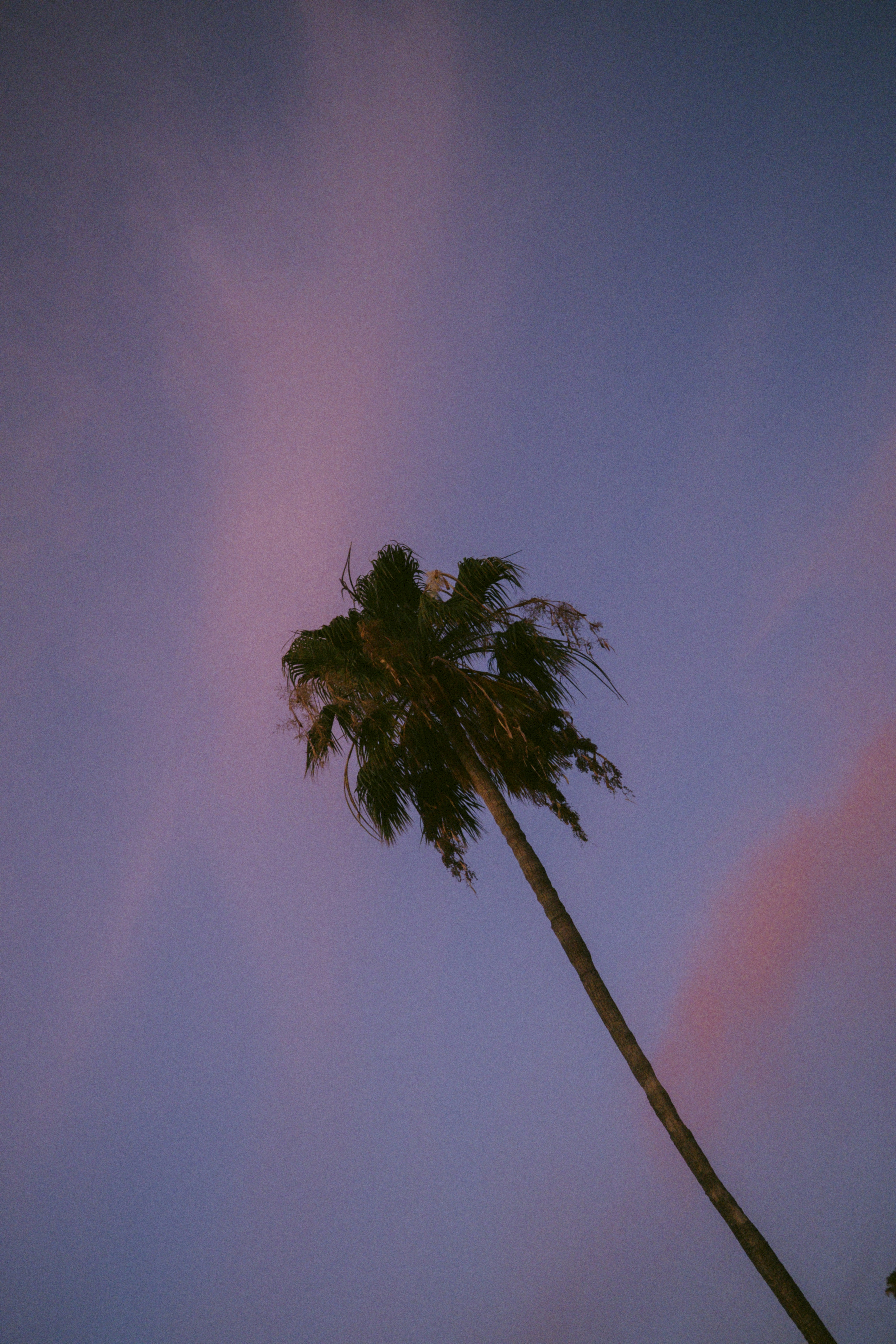 Palm tree against a colorful purple and pink sky.