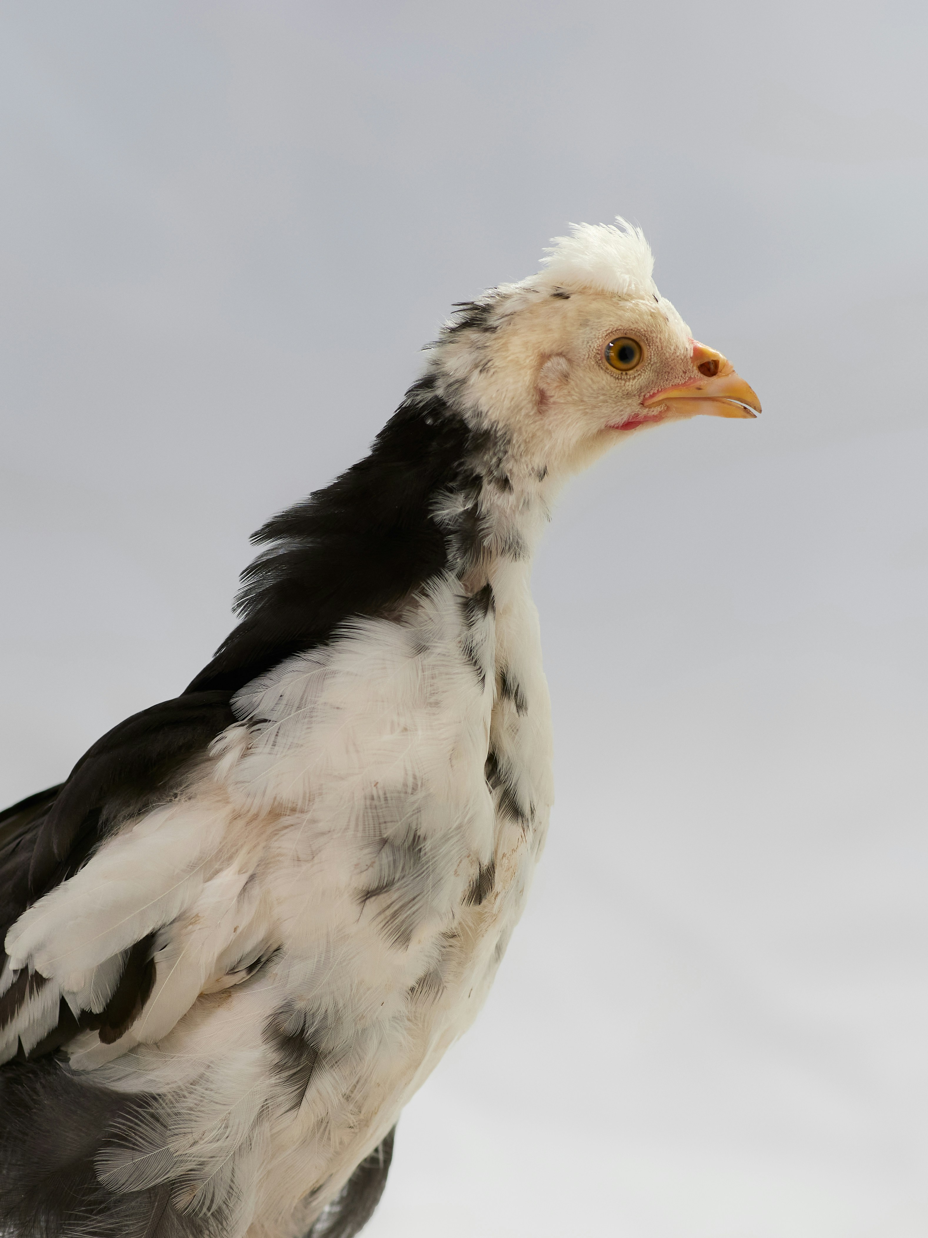 Java Chicken Fertile Eggs — Heritage Line