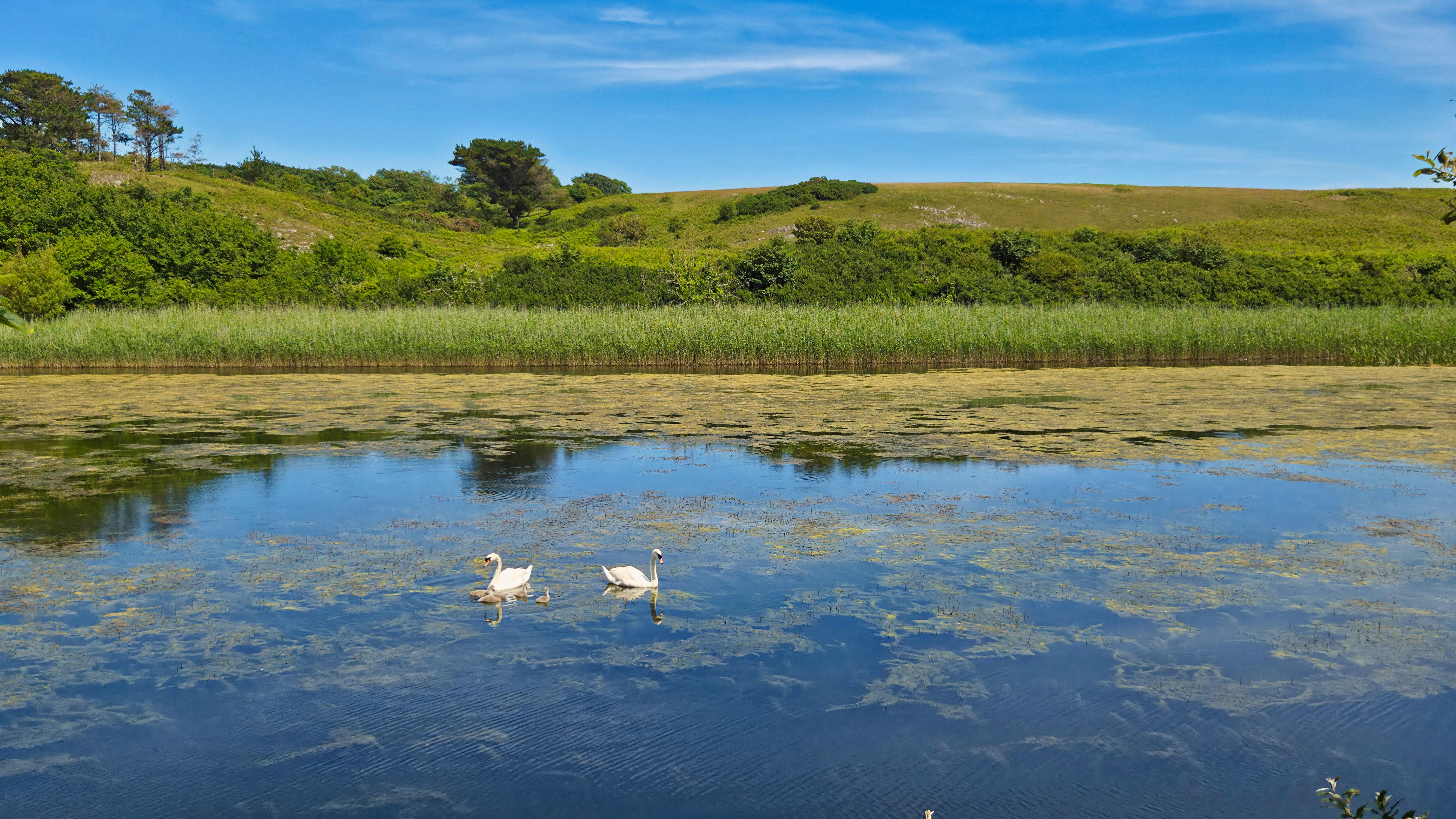 Swans in the Pond