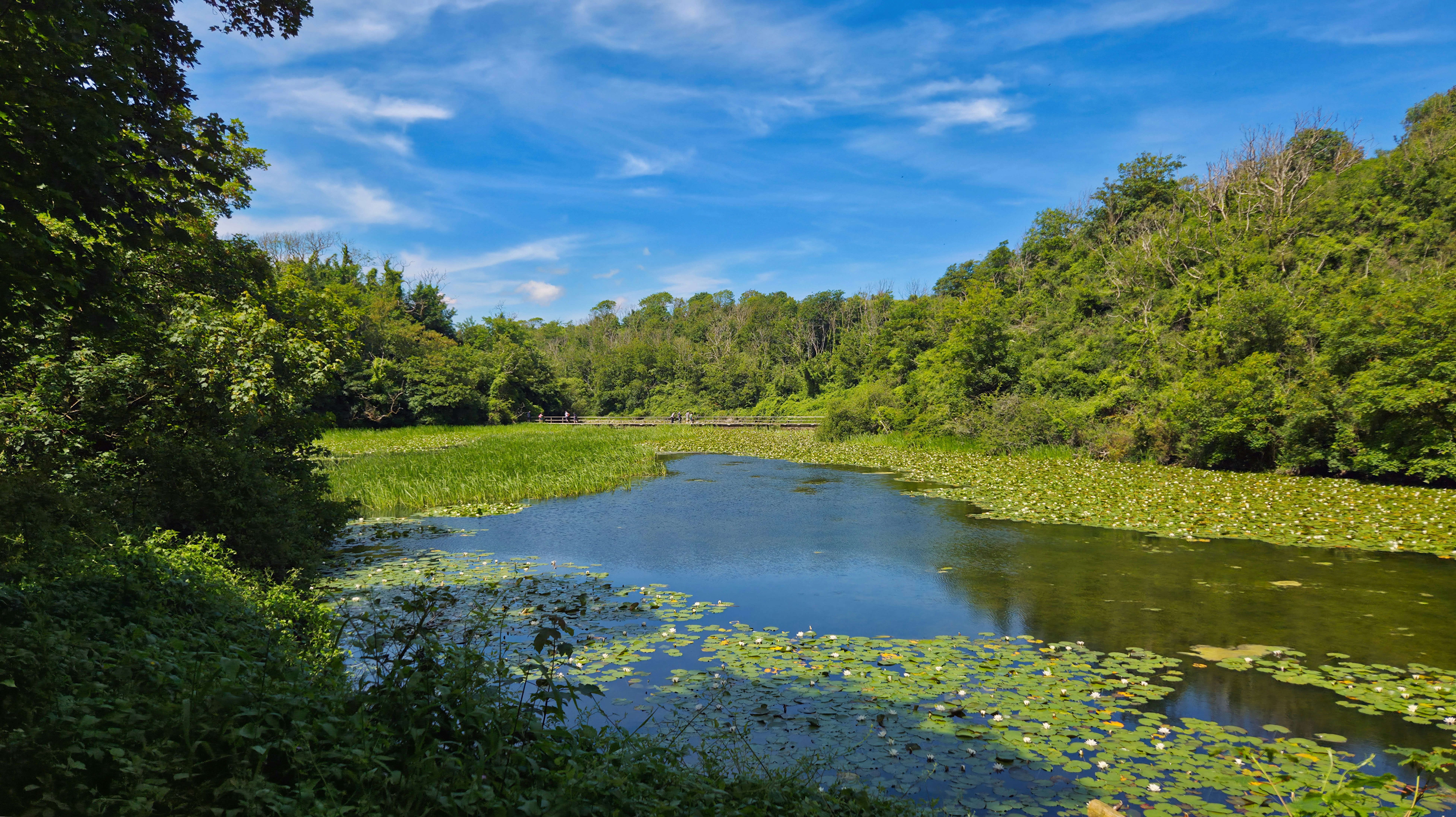 Secluded Lily Ponds