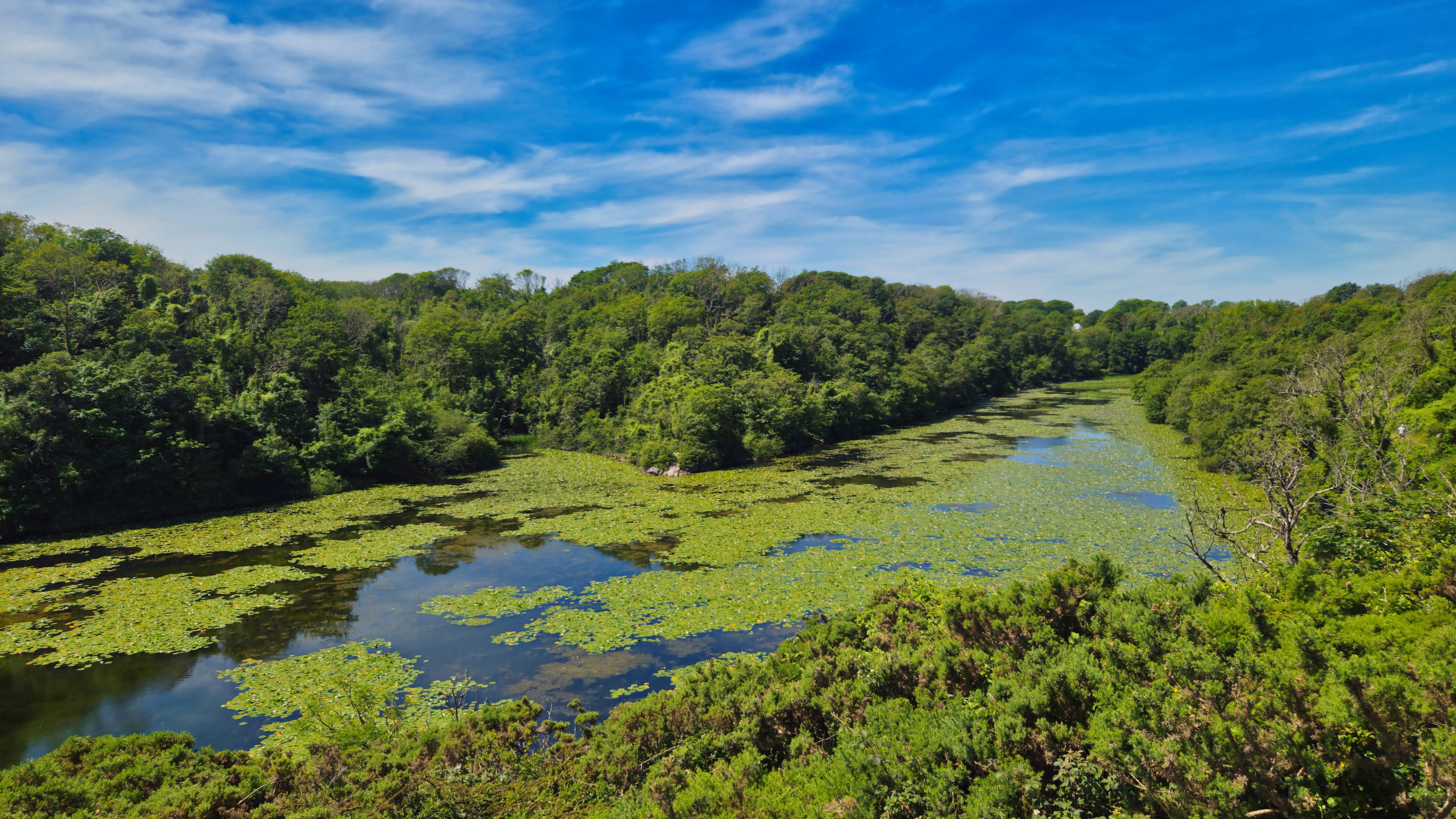 High Viewpoint of the Pond
