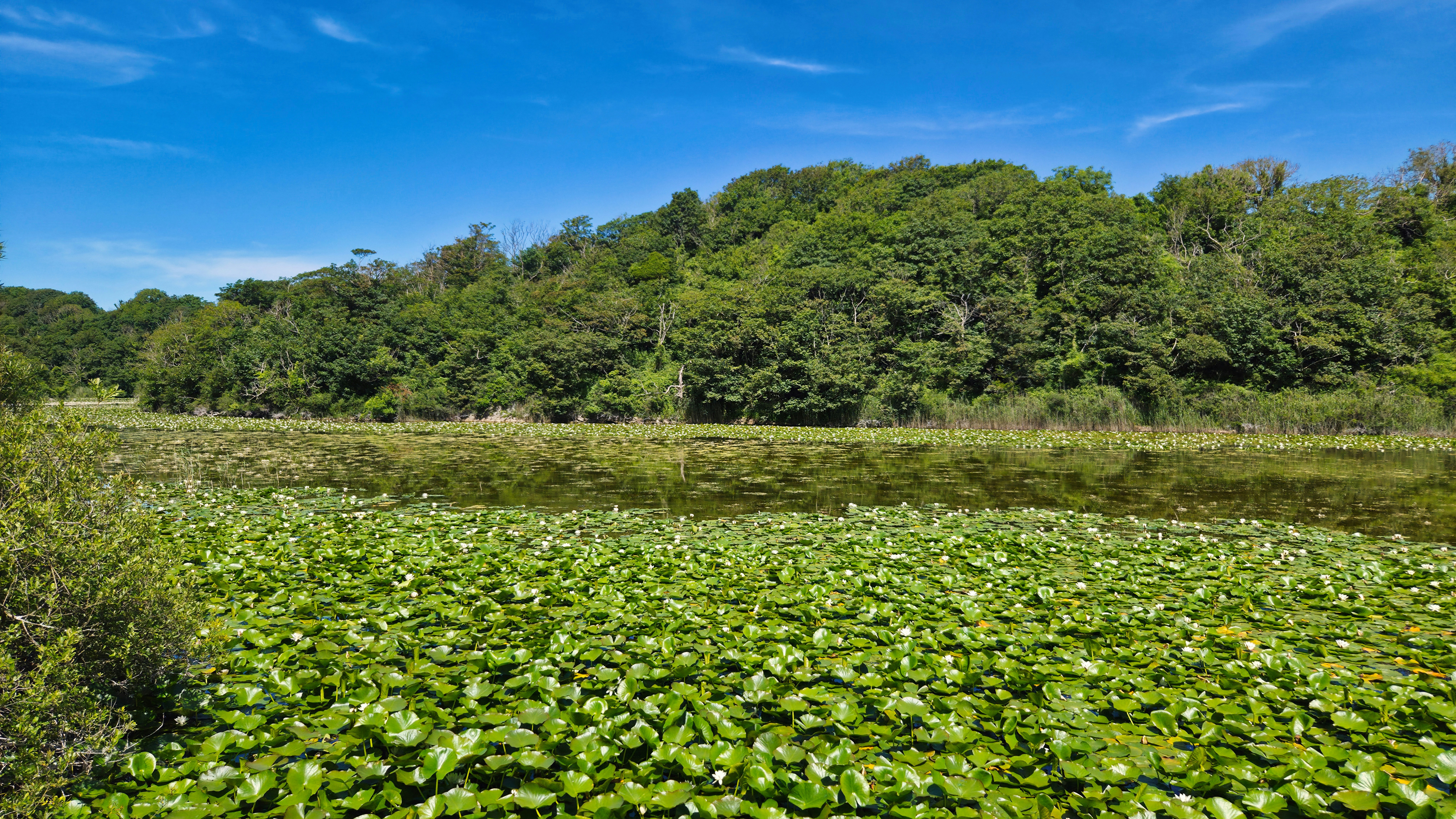 View of the Lily Pond