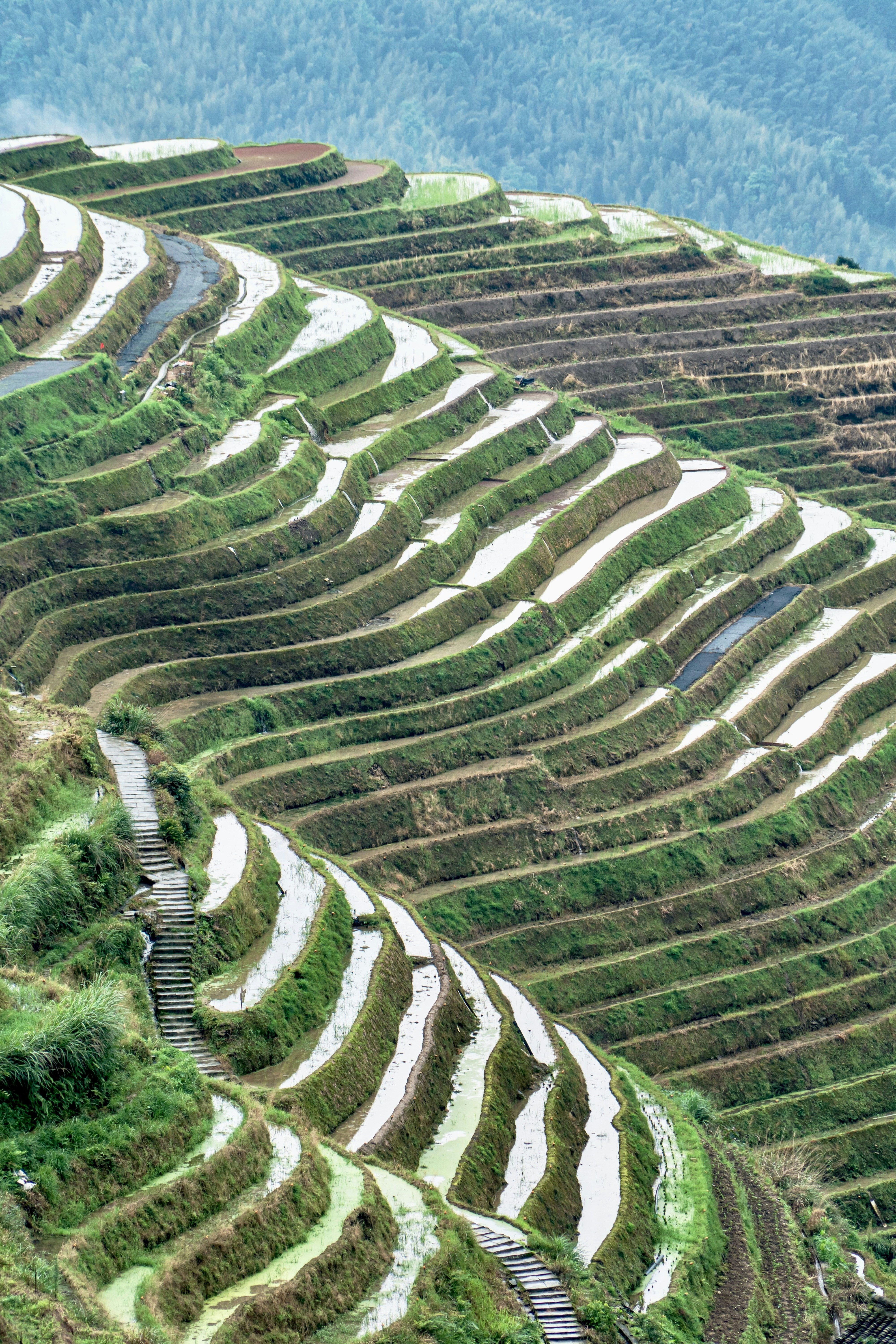 Winding path through lush, water-filled rice terraces on a hillside.