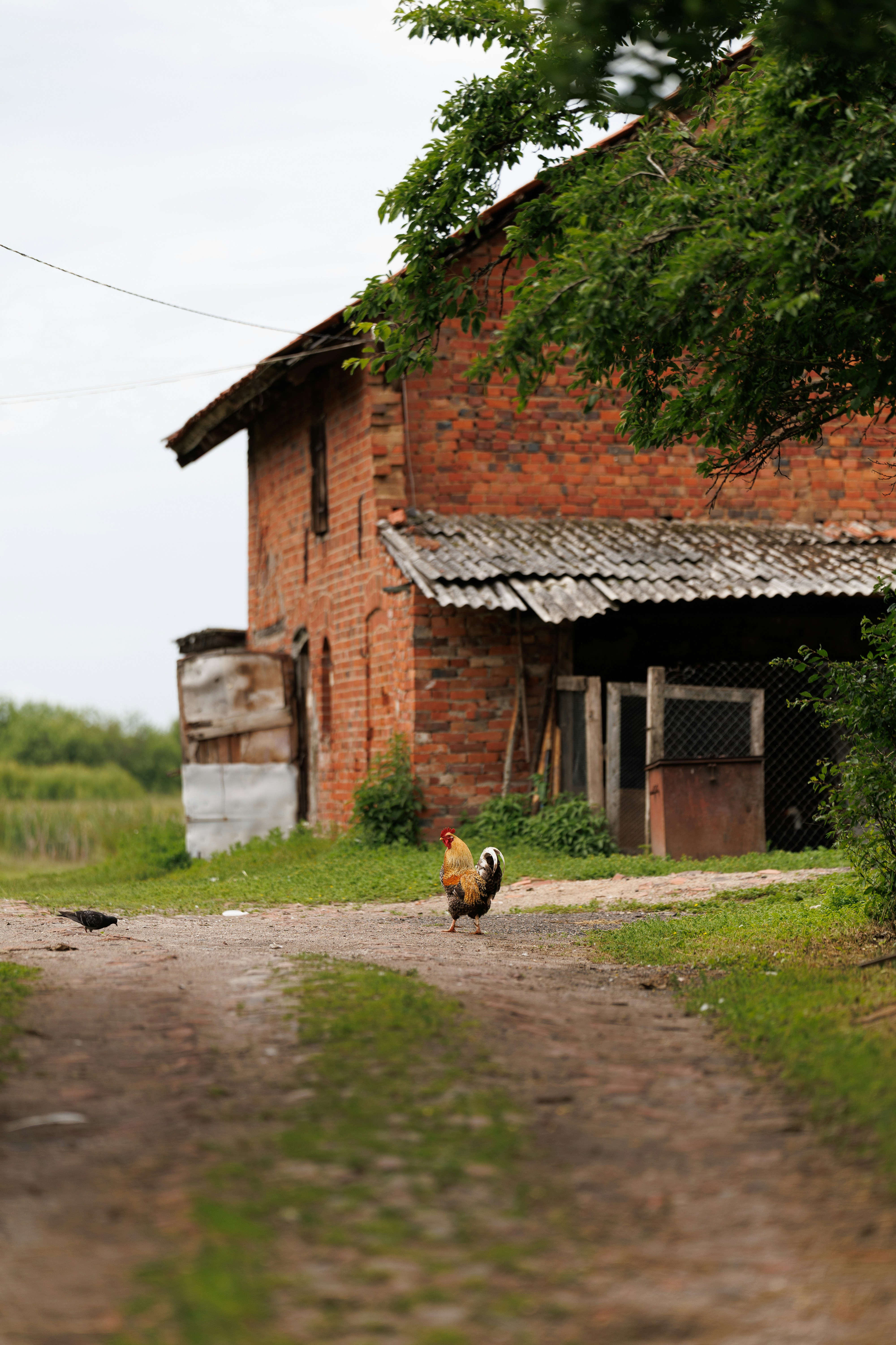 Rooster walking on a dirt path by a brick building