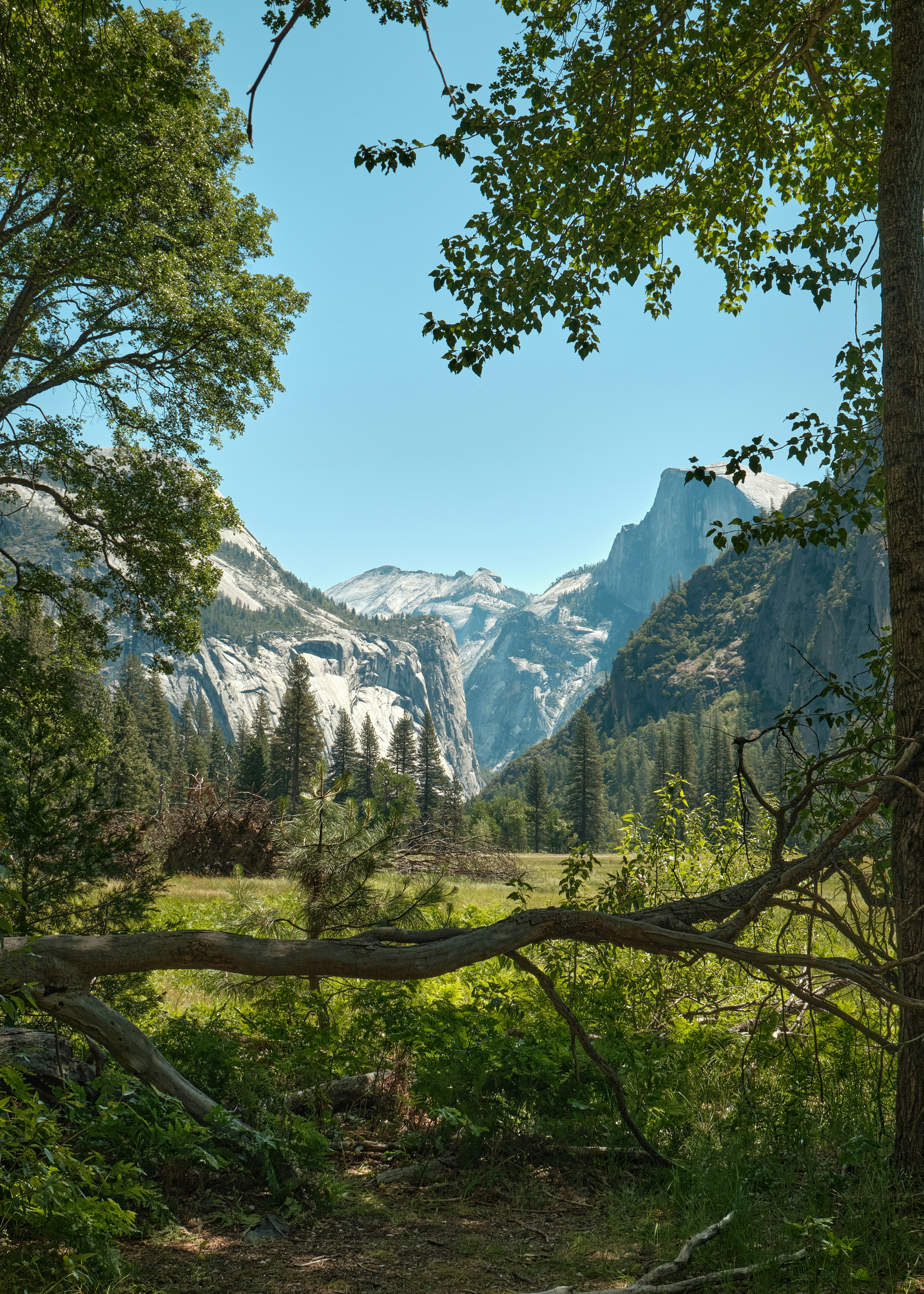 Half dome in yosemite valley framed by lush green trees.