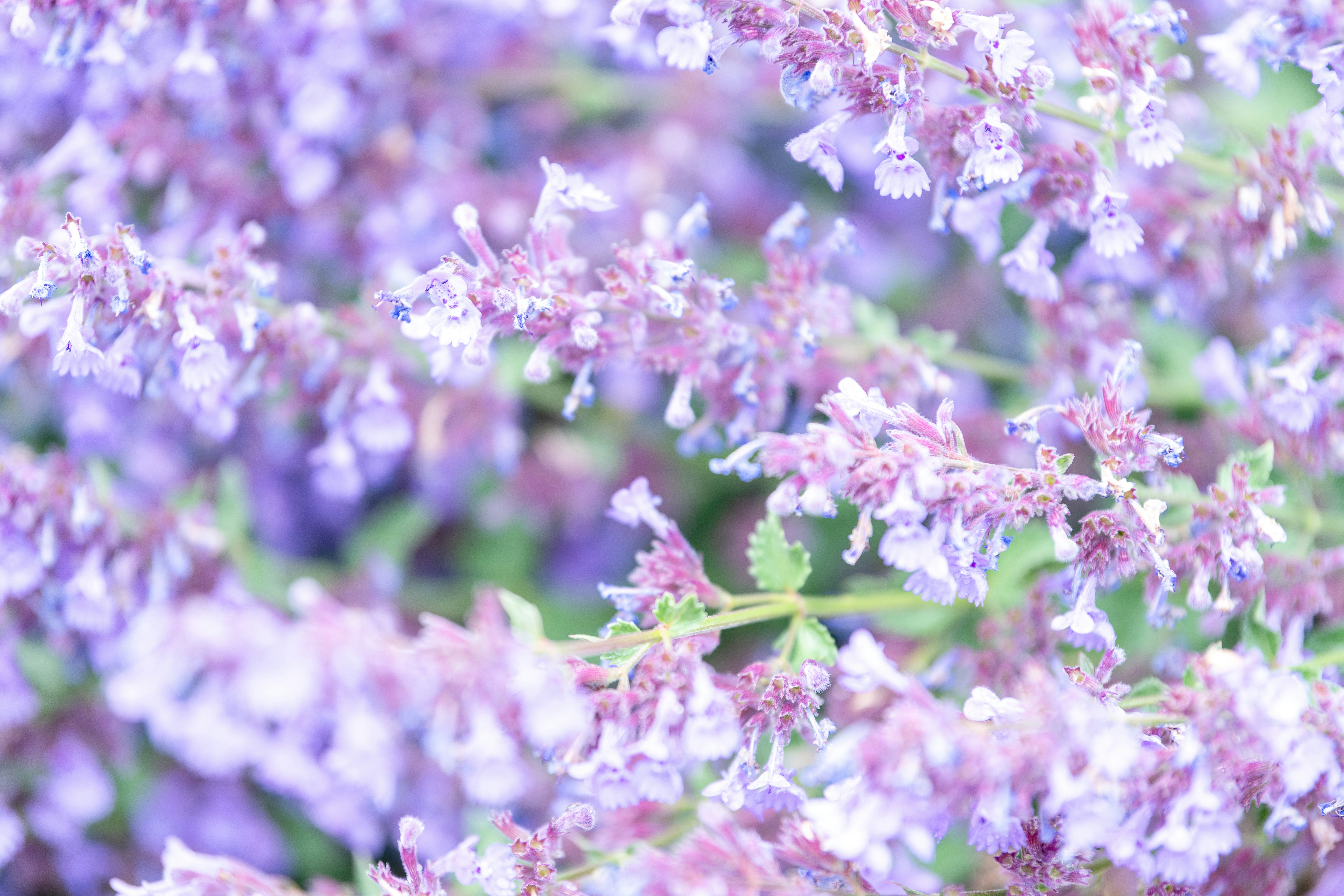 Many small purple flowers bloom in a soft, blurred garden.