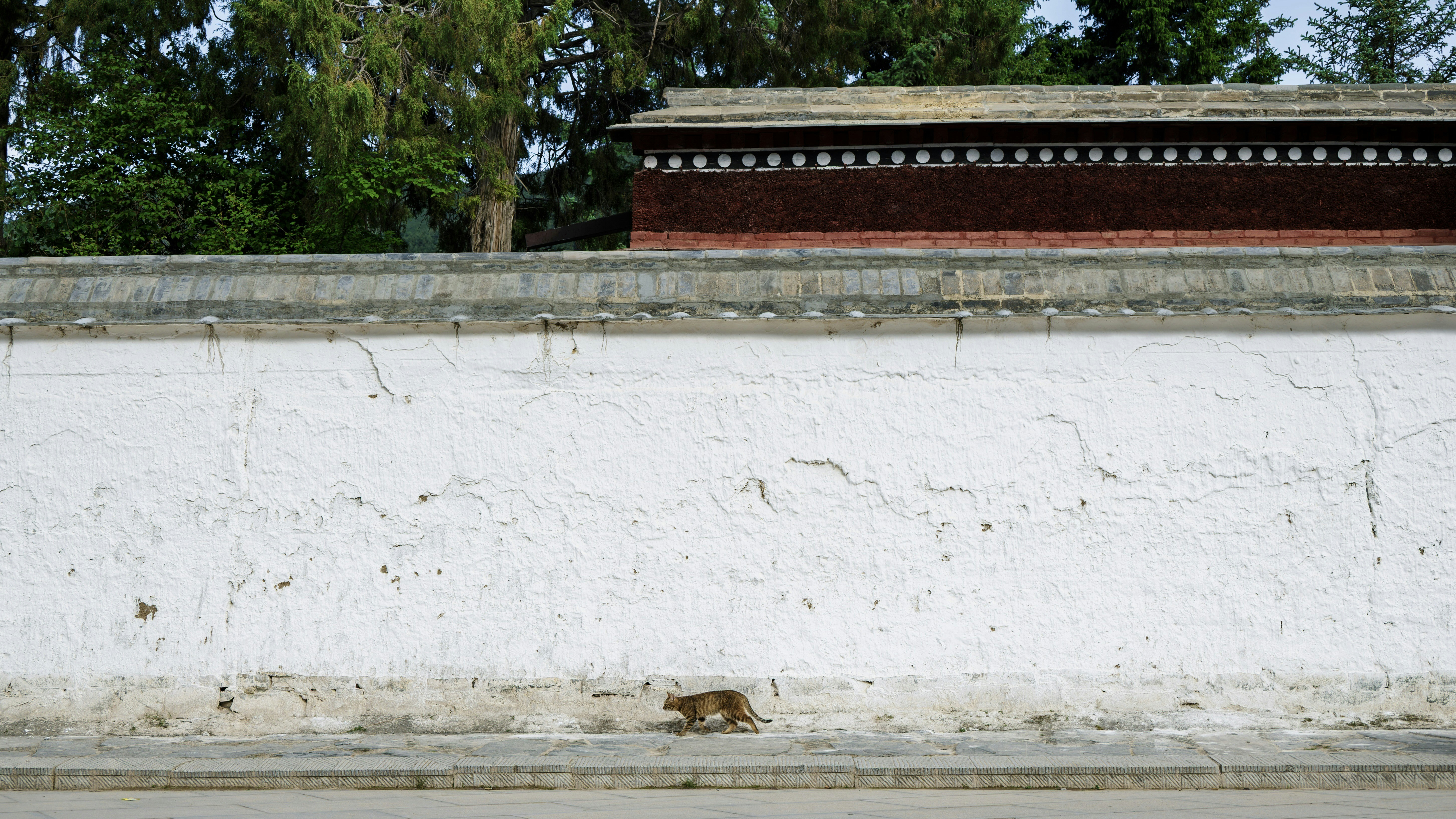A small animal scurries along a textured white wall.