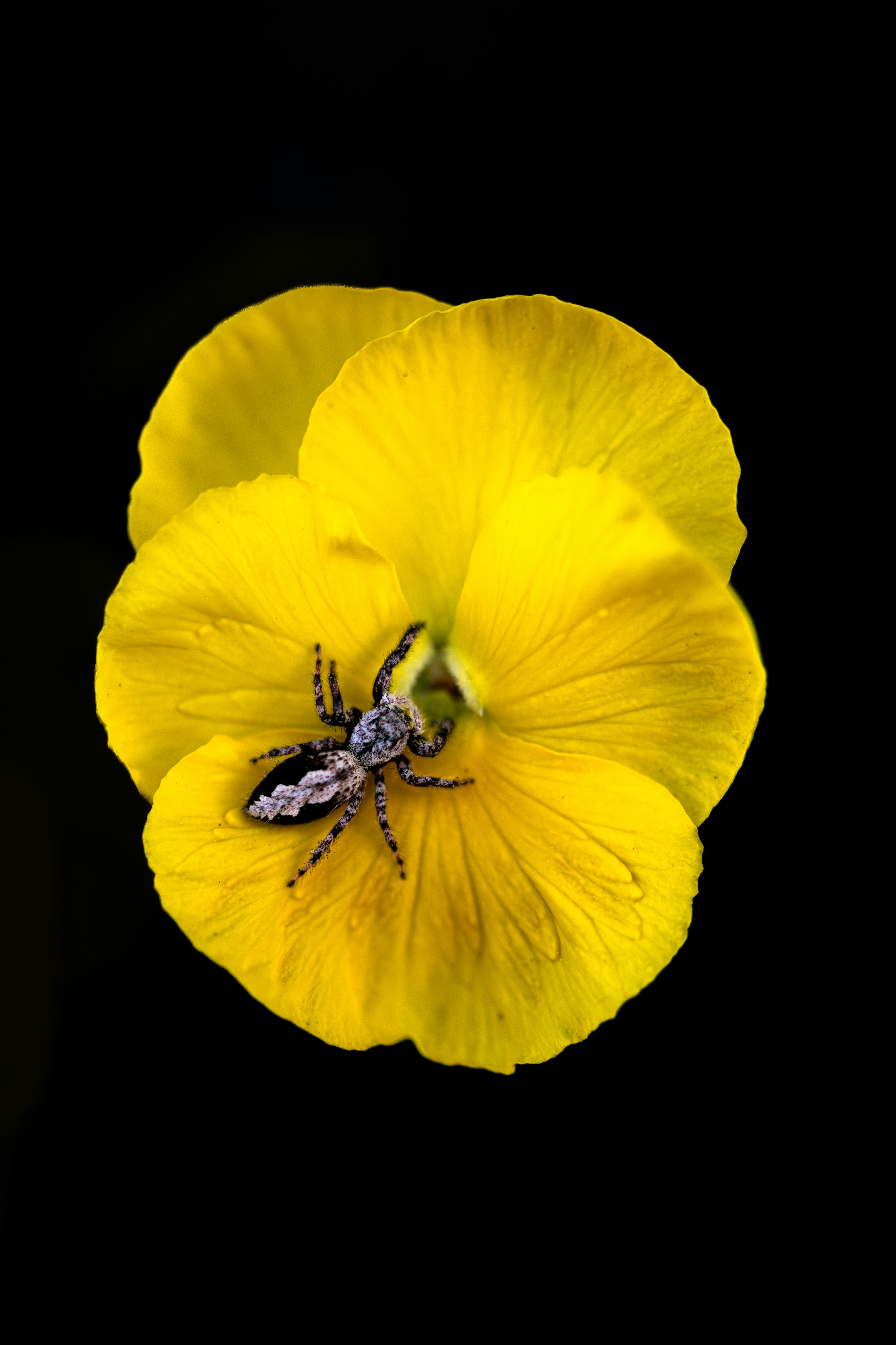Eine Spinne ruht auf einer leuchtend gelben Blume.