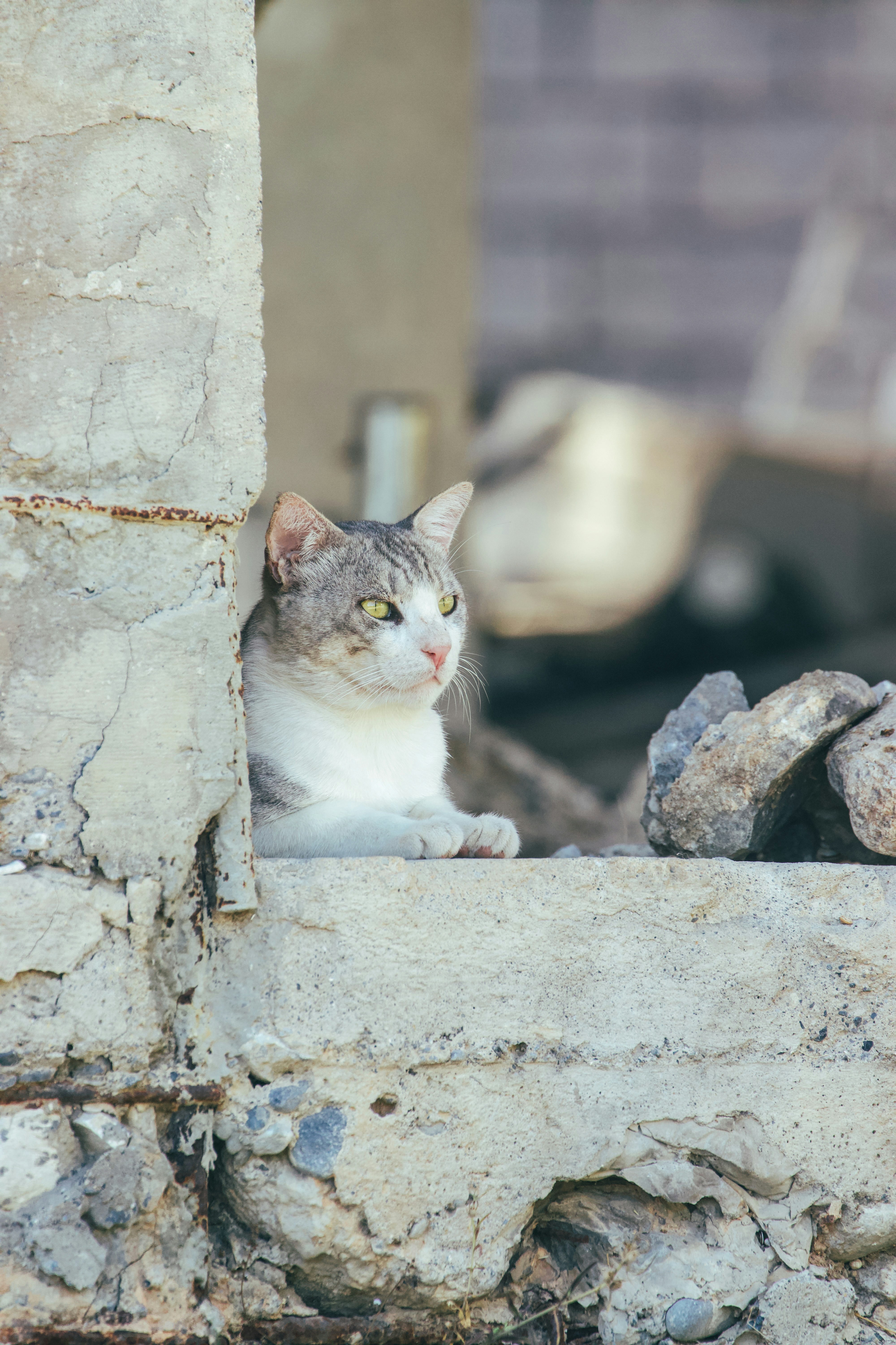 A white and grey cat sits on a stone ledge