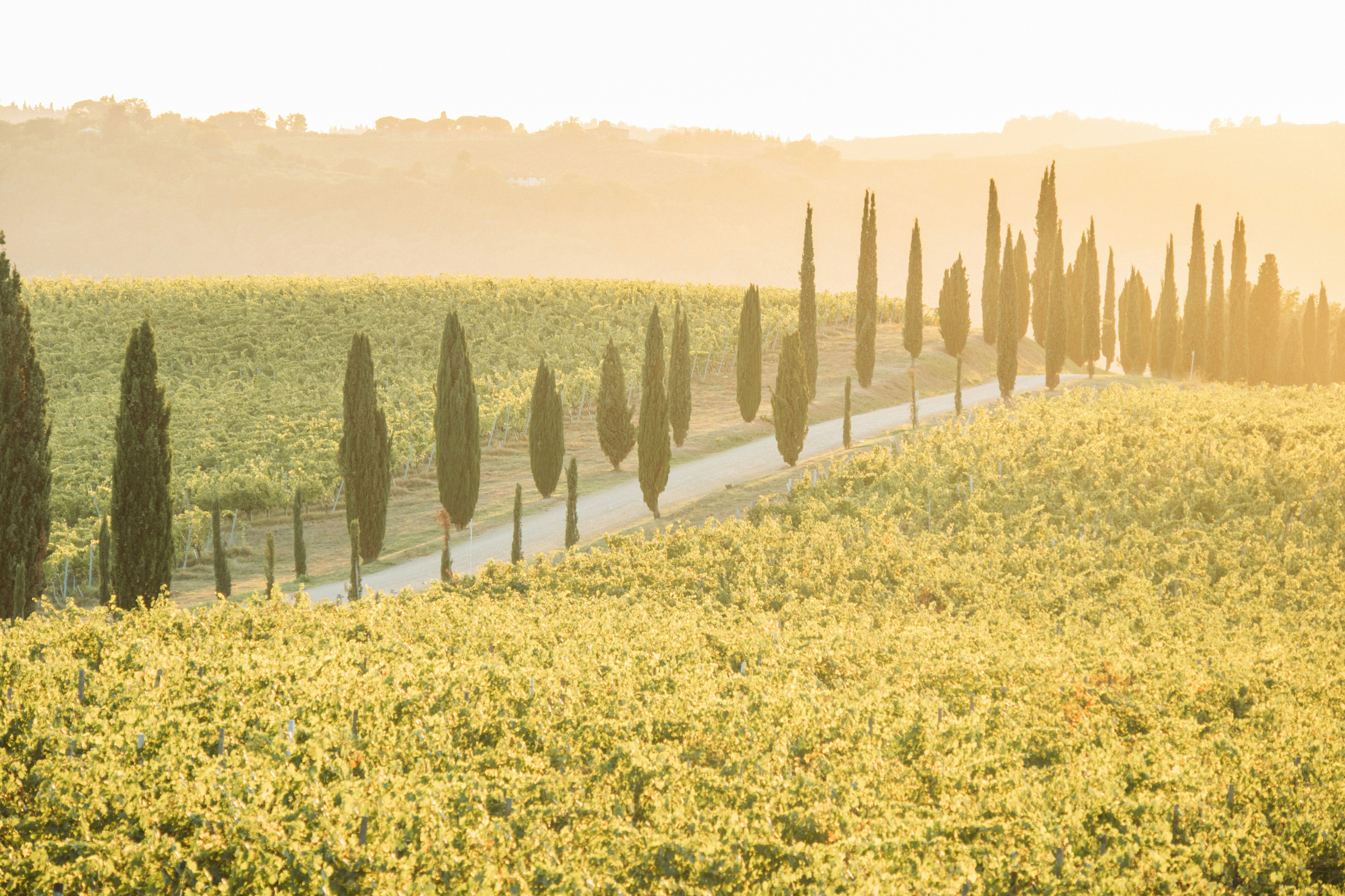 Cypress-lined road through a vineyard at golden hour