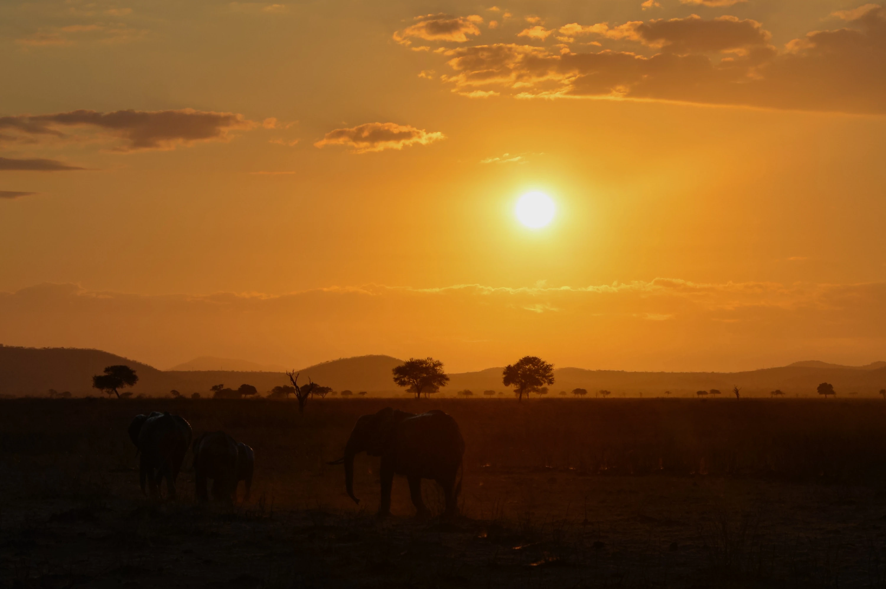A herd of elephants silhouetted against a vibrant African savanna sunset